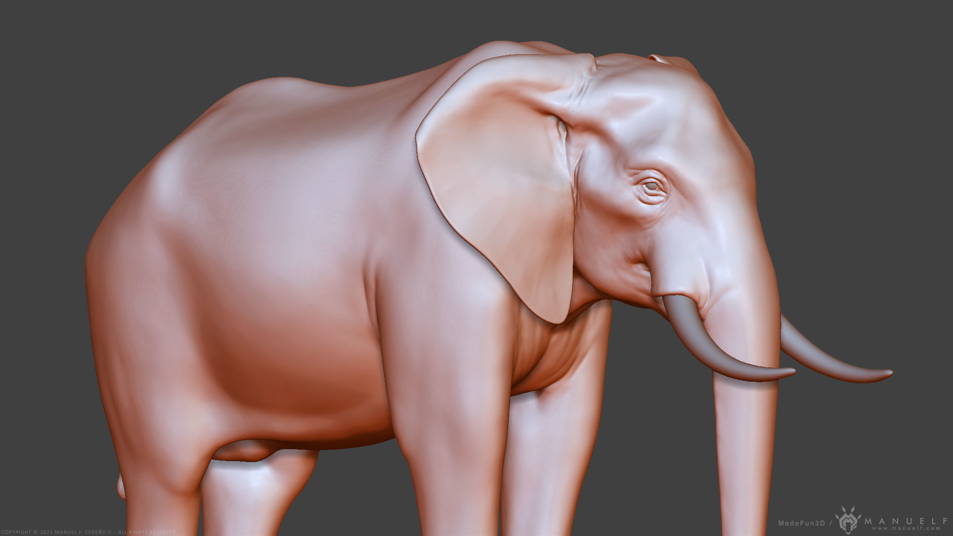 African Bush Elephant 3D model_19