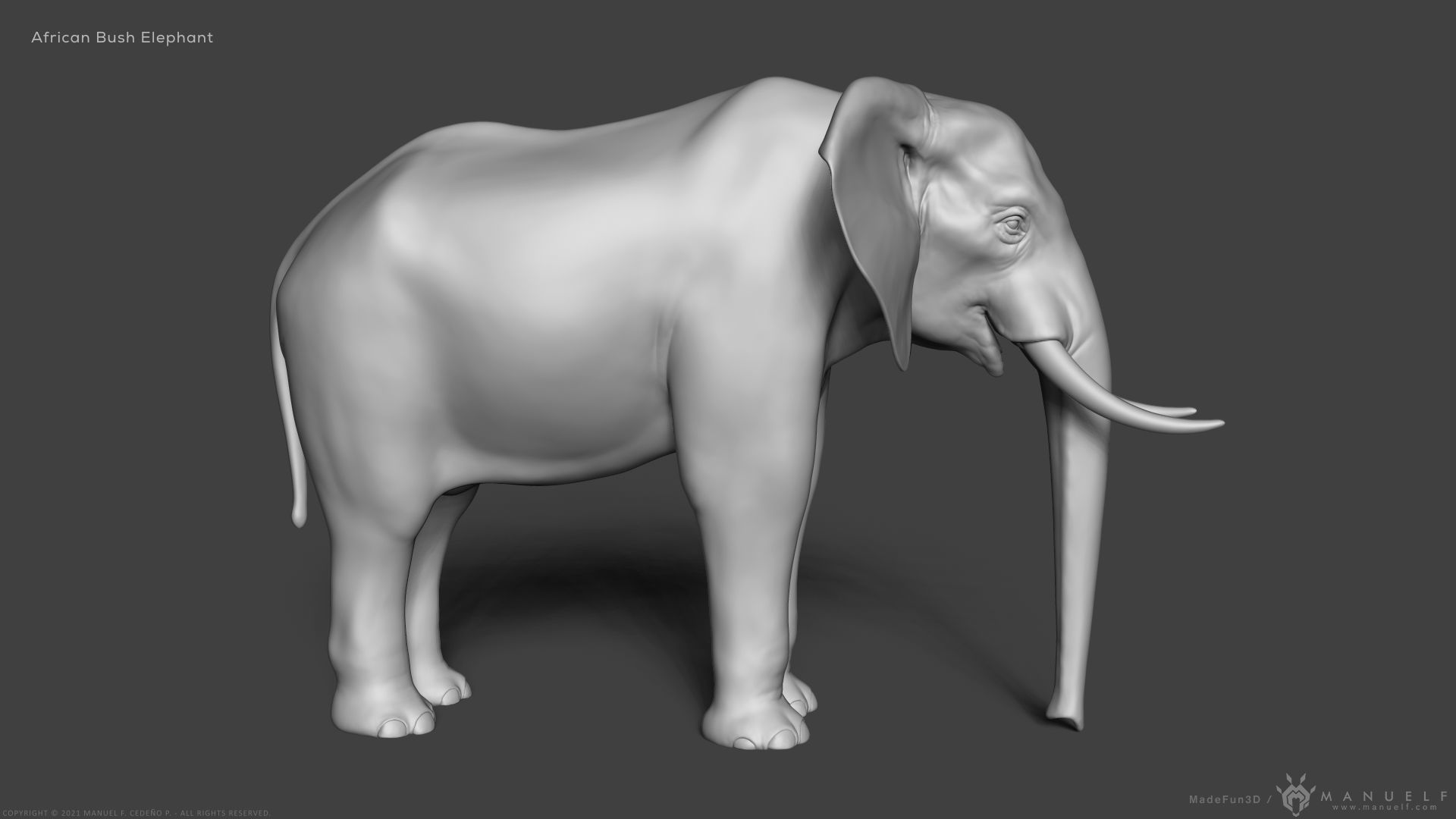 African Bush Elephant 3D model_3