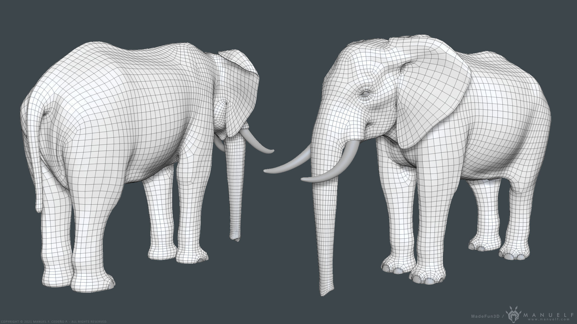 African Bush Elephant 3D model_27