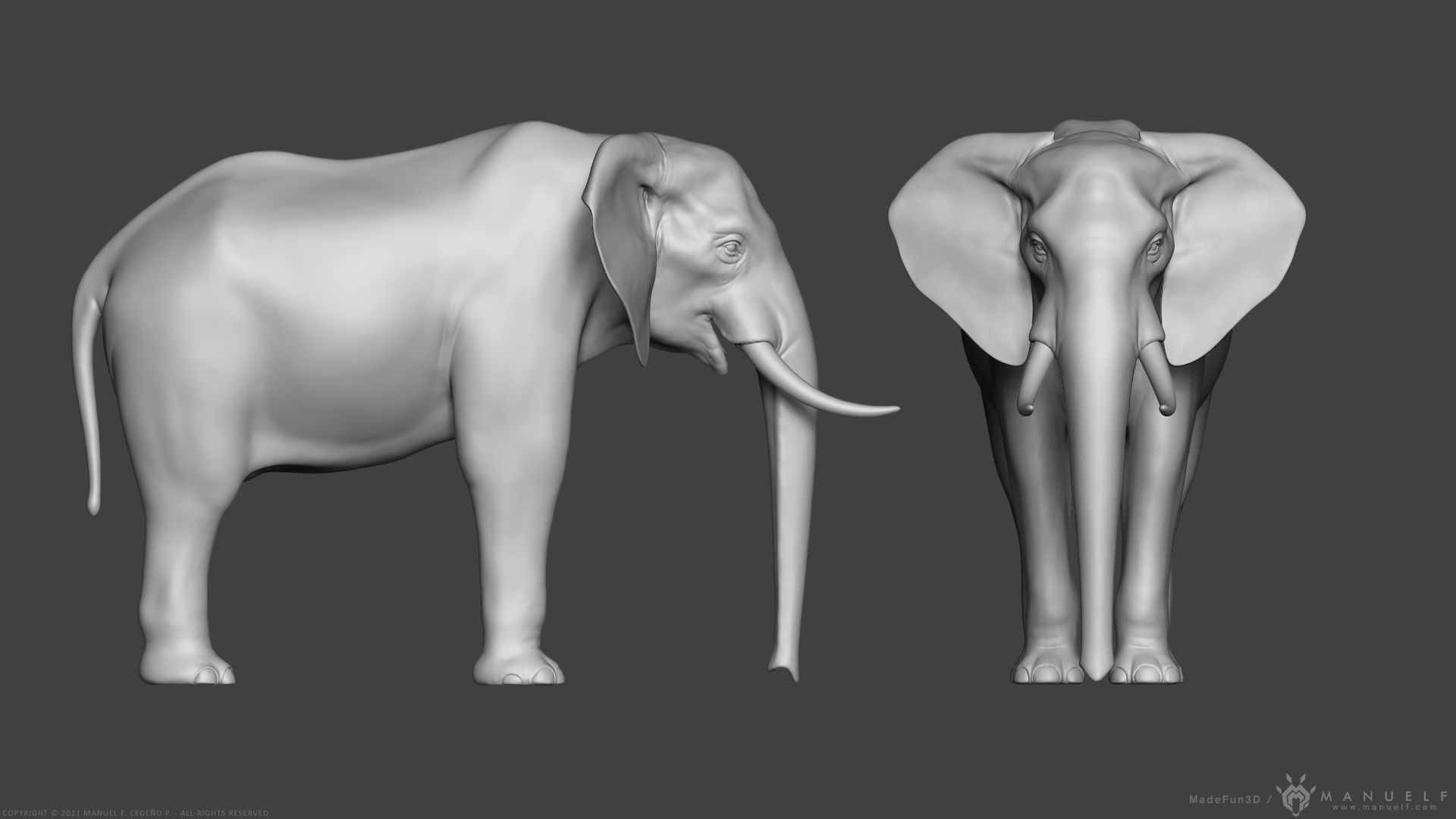 African Bush Elephant 3D model_8
