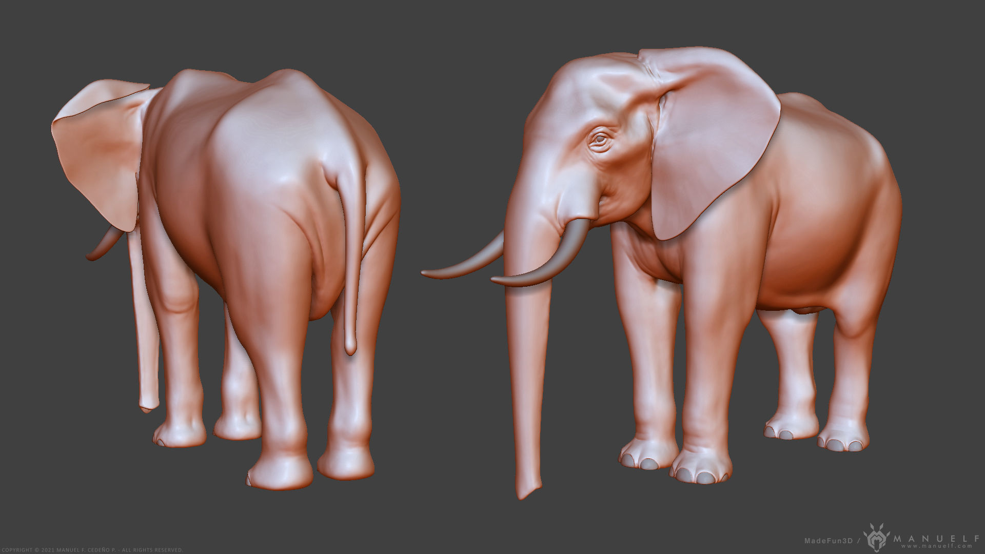 African Bush Elephant 3D model_1