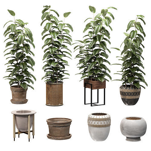 Ficuses in pots 3D model