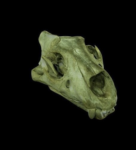 Lion Skull Low-poly 3D model