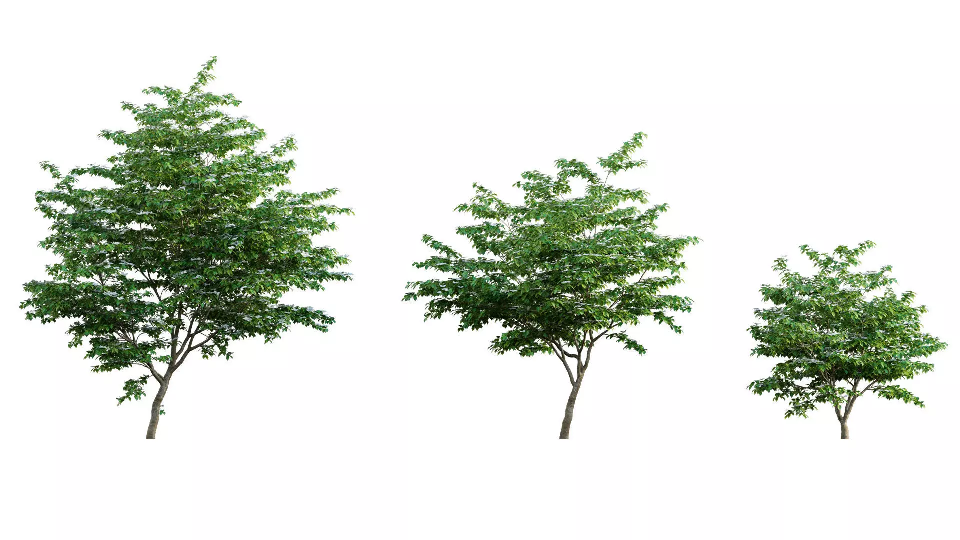 Cornus kousa -Chinese Dogwood - Kousa Dogwood 3D model