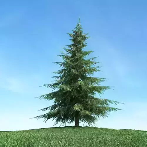 Pine   Christmas Tree