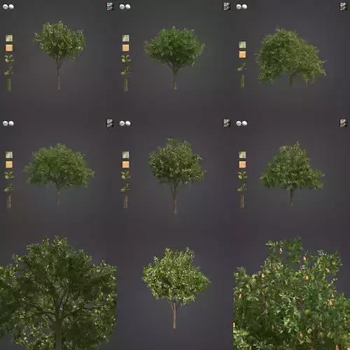 2021 PBR Cashew Tree Collection - Anacardium Occidentale  3D model