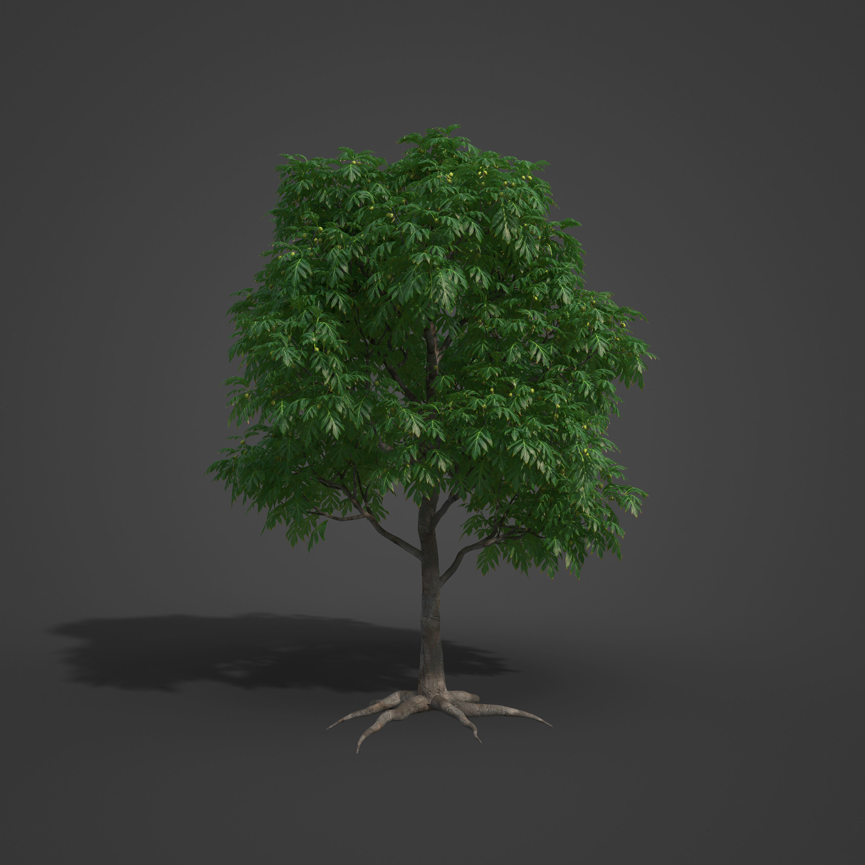 2021 PBR Breadfruit Tree Collection - Artocarpus Altilis 3D model_5