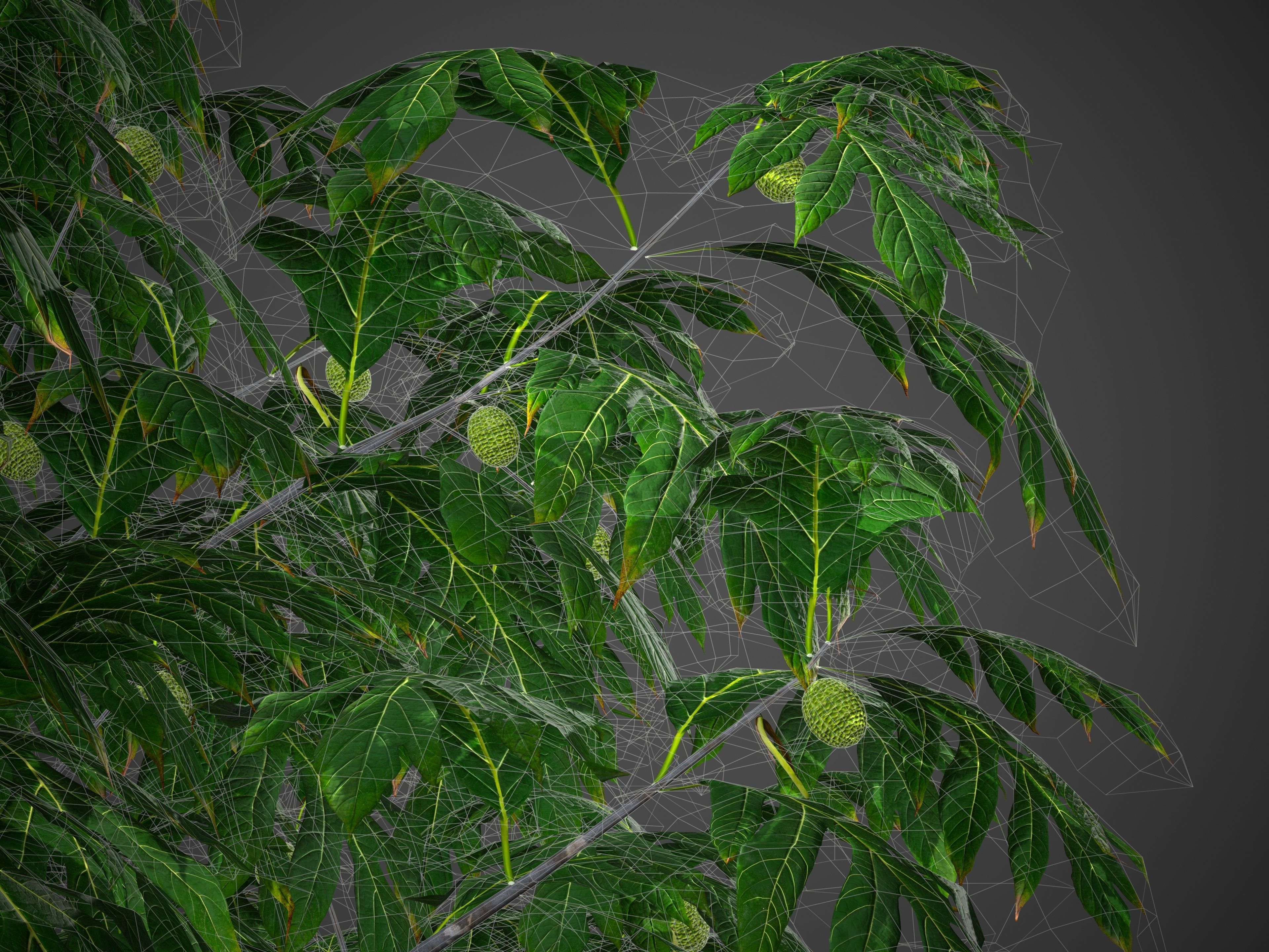 2021 PBR Breadfruit Tree Collection - Artocarpus Altilis 3D model_10