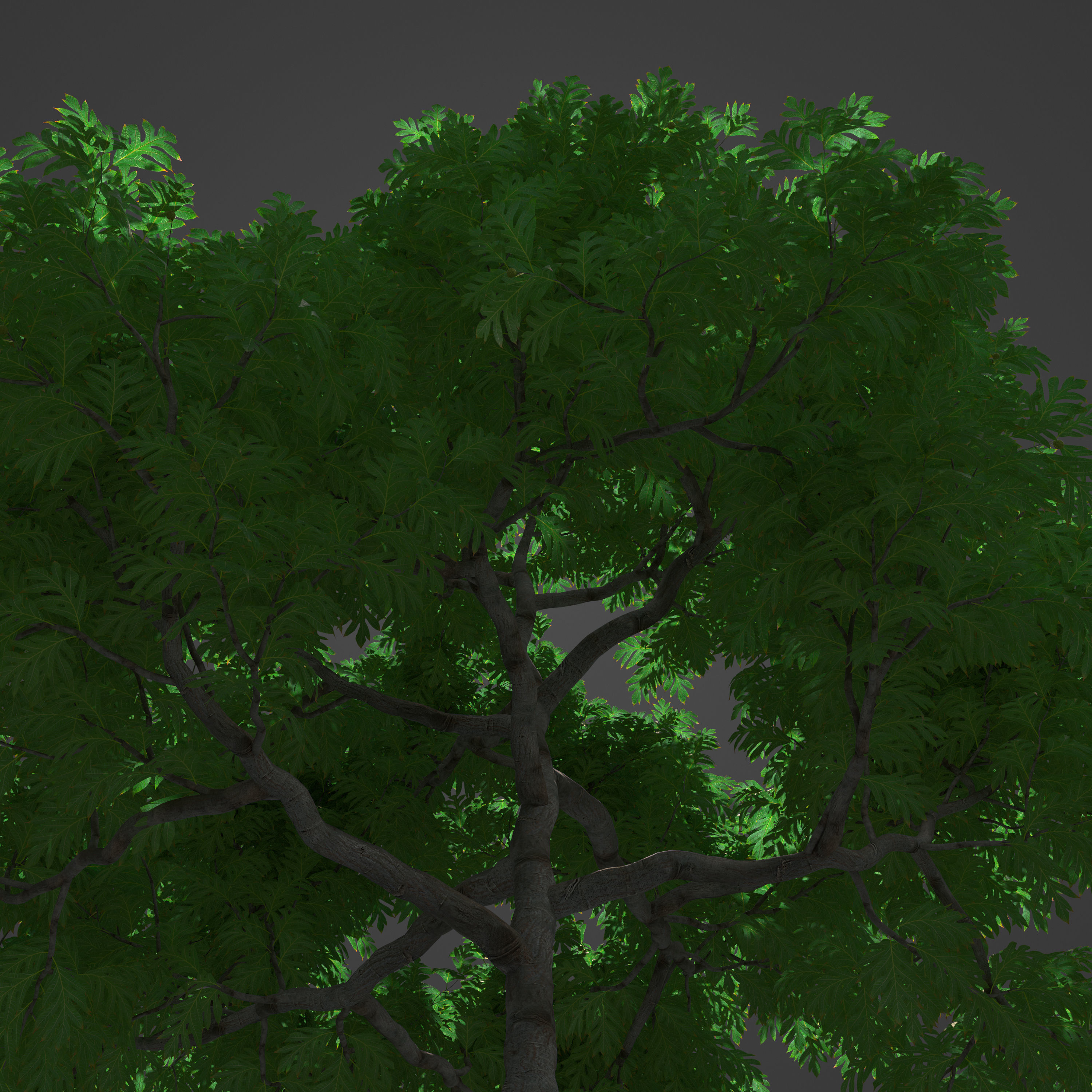 2021 PBR Breadfruit Tree Collection - Artocarpus Altilis 3D model_8