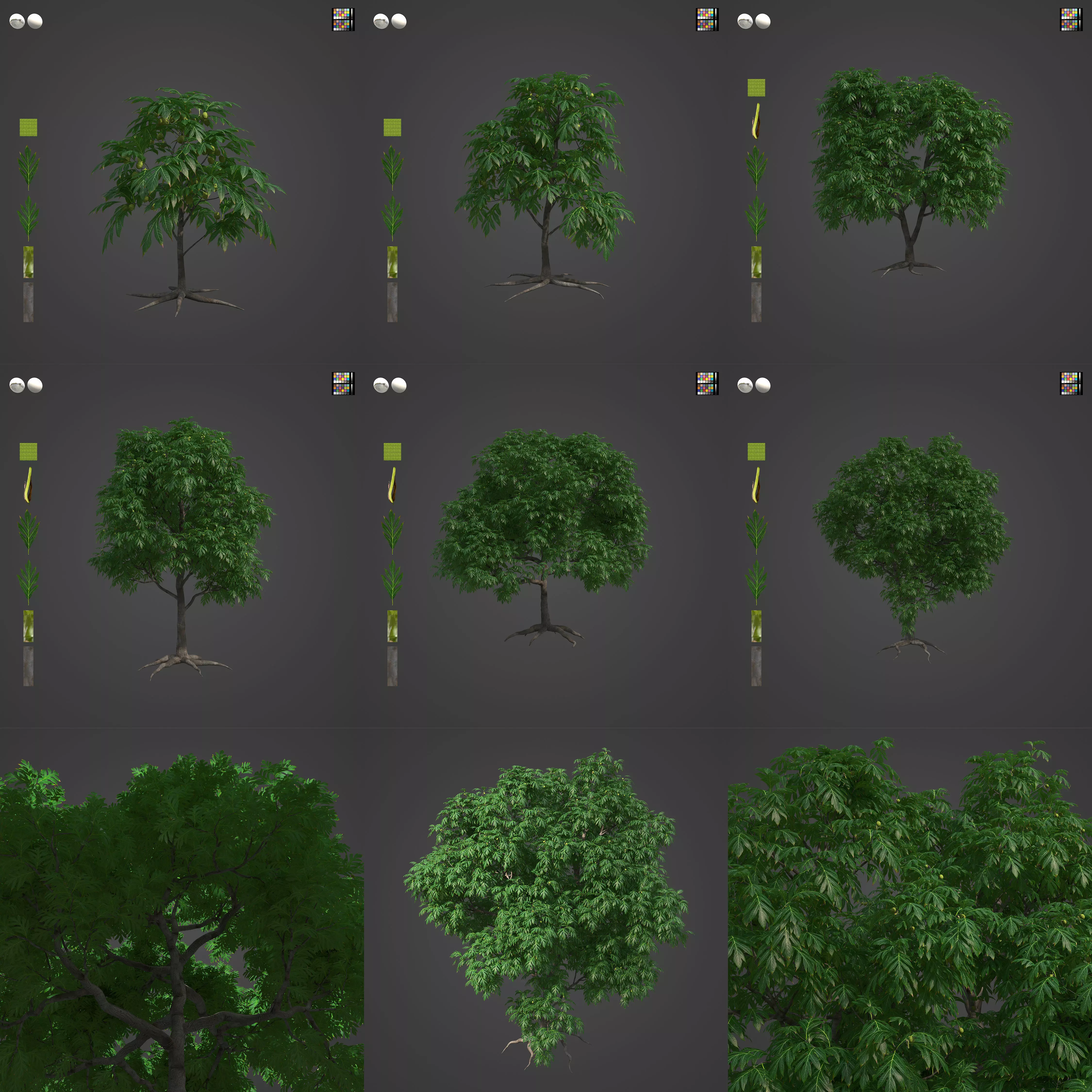 2021 PBR Breadfruit Tree Collection - Artocarpus Altilis 3D model_0