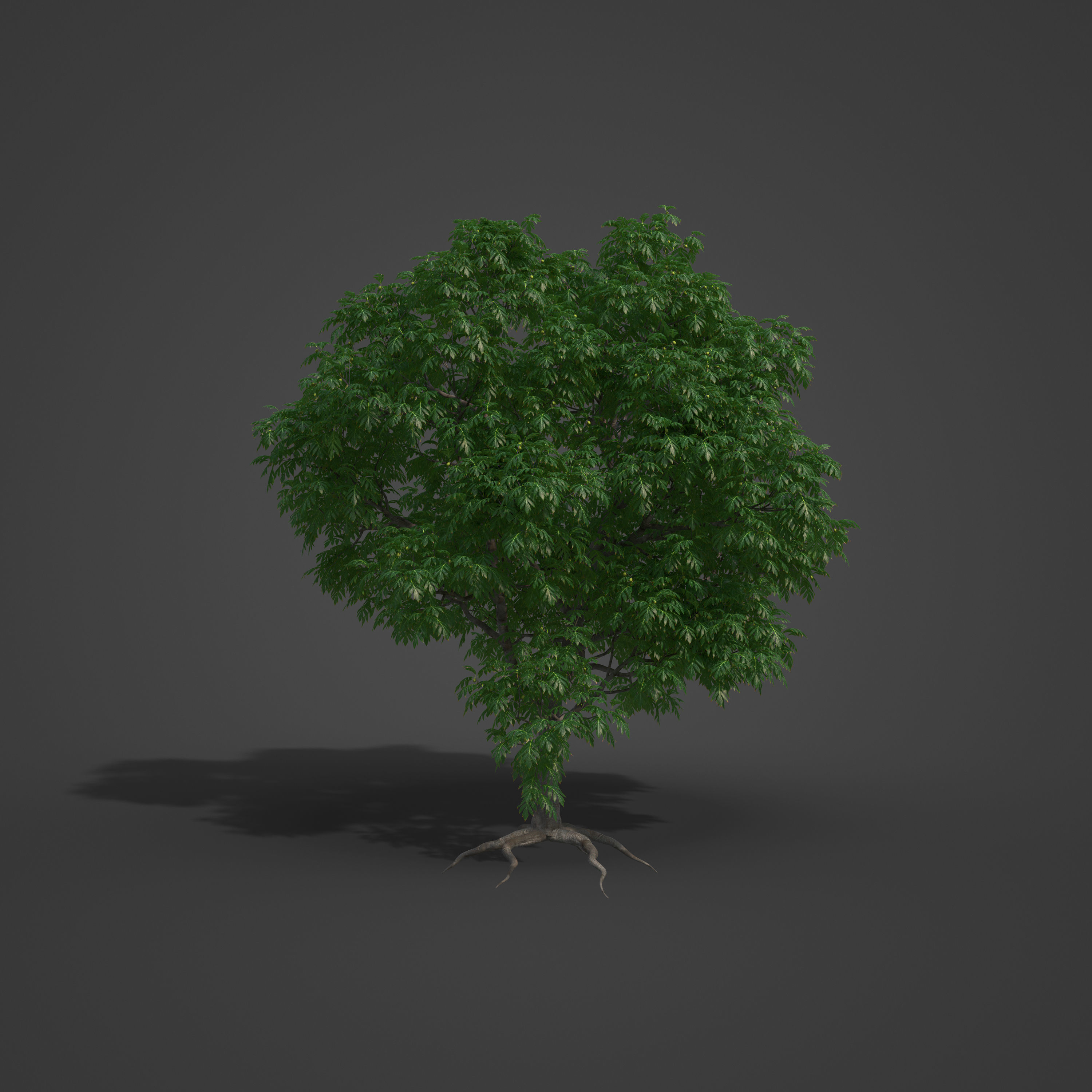 2021 PBR Breadfruit Tree Collection - Artocarpus Altilis 3D model_7
