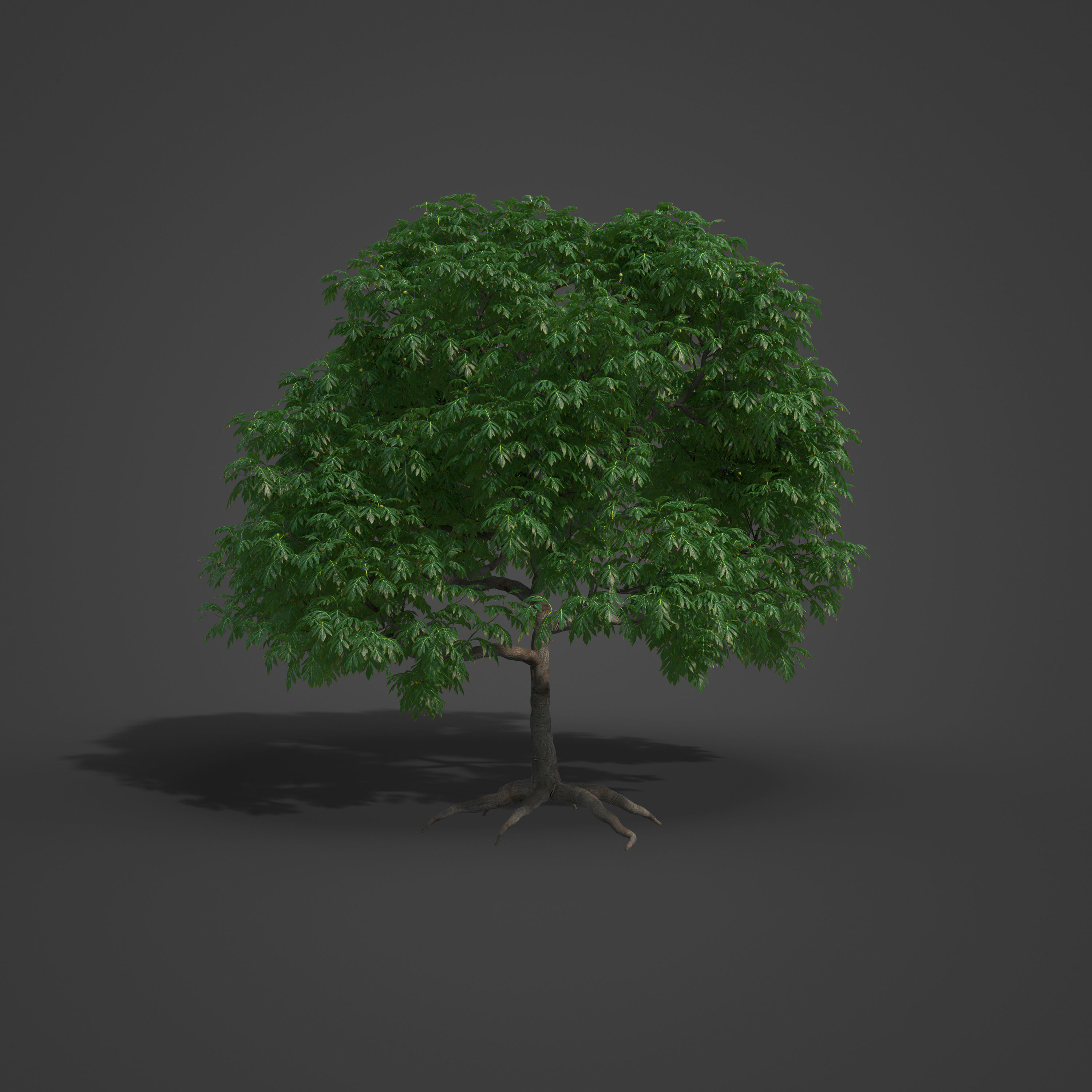 2021 PBR Breadfruit Tree Collection - Artocarpus Altilis 3D model_6