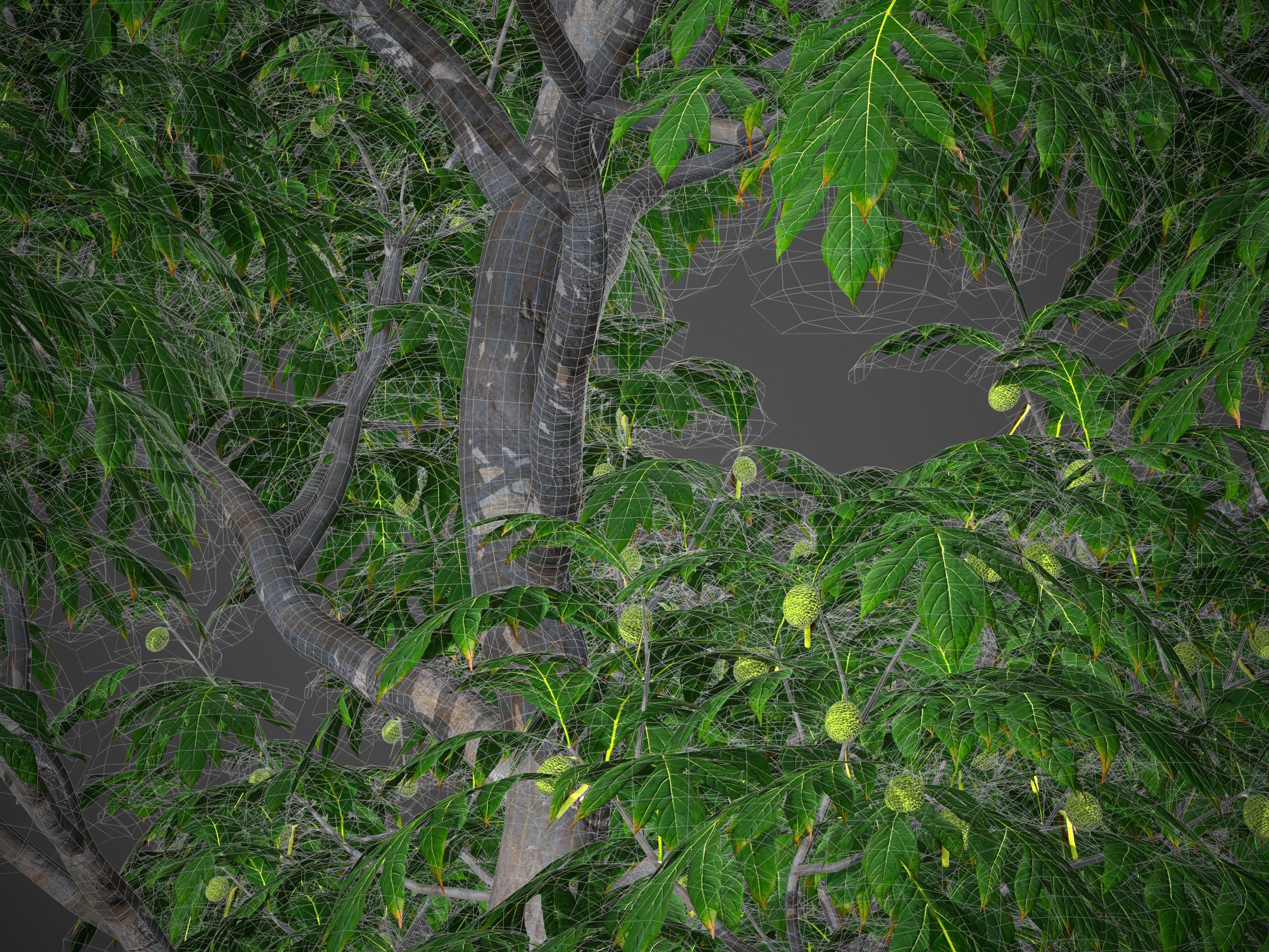2021 PBR Breadfruit Tree Collection - Artocarpus Altilis 3D model_9