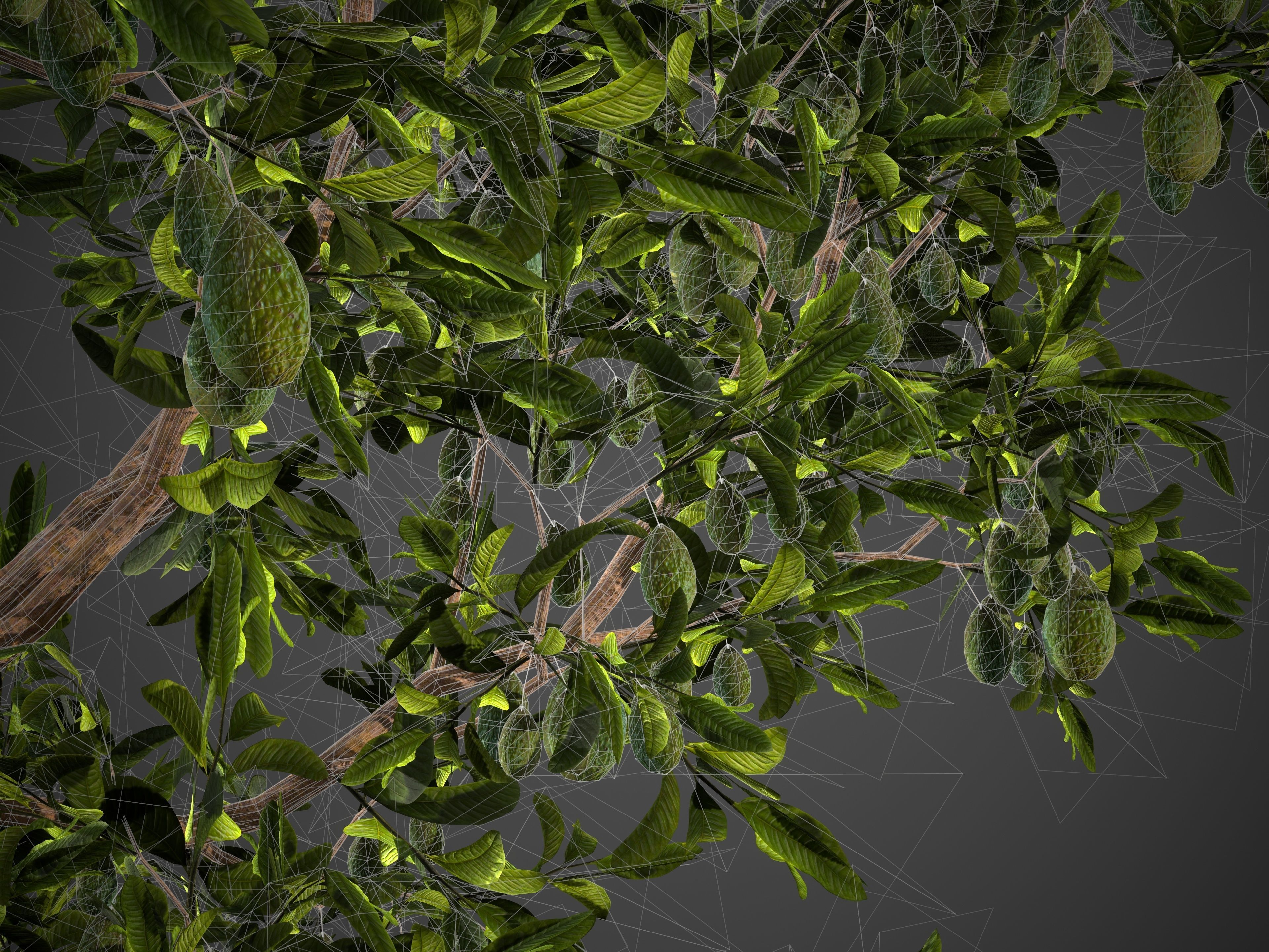 2021 PBR Avocado Tree Collection - Persea Americana  3D model_10