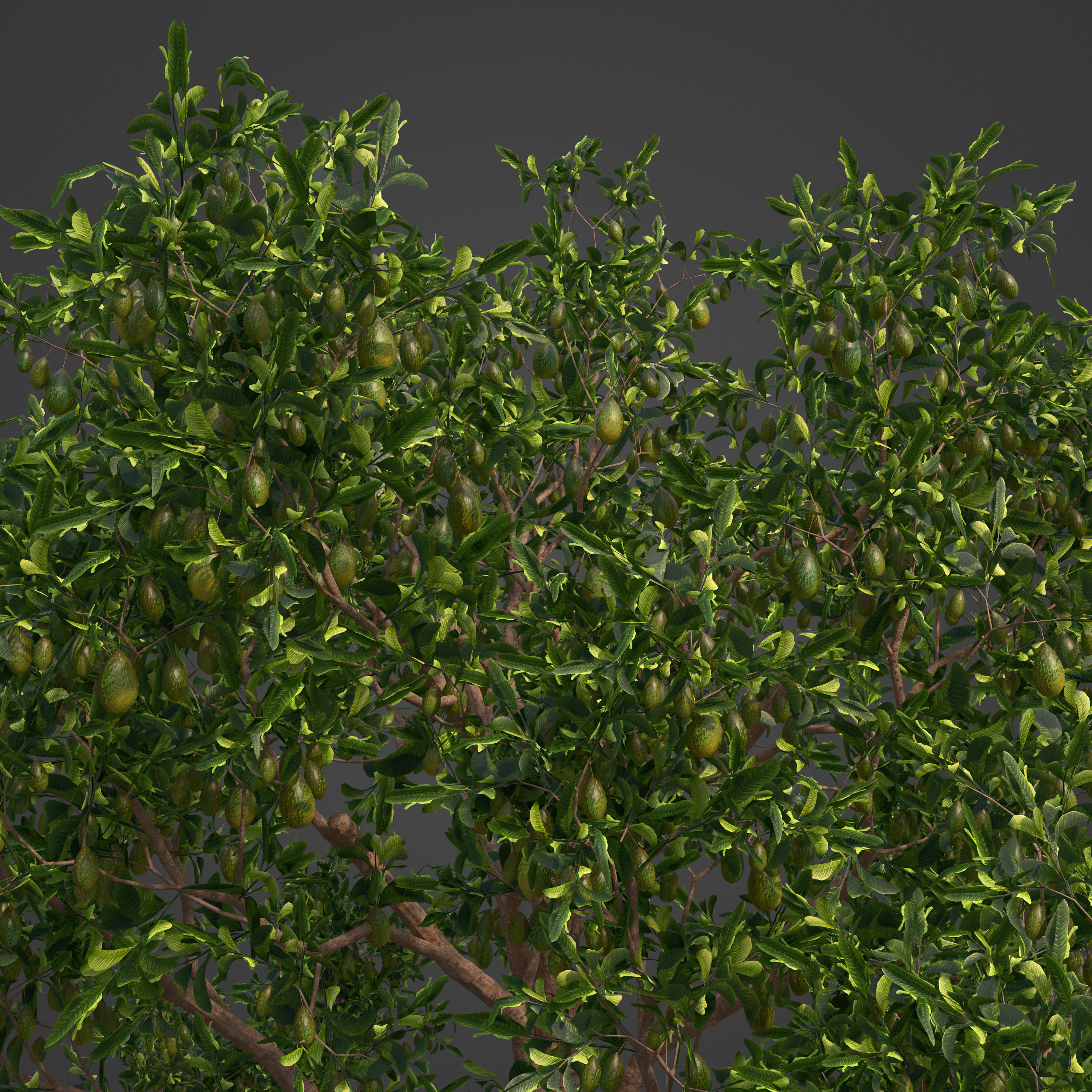 2021 PBR Avocado Tree Collection - Persea Americana  3D model_3