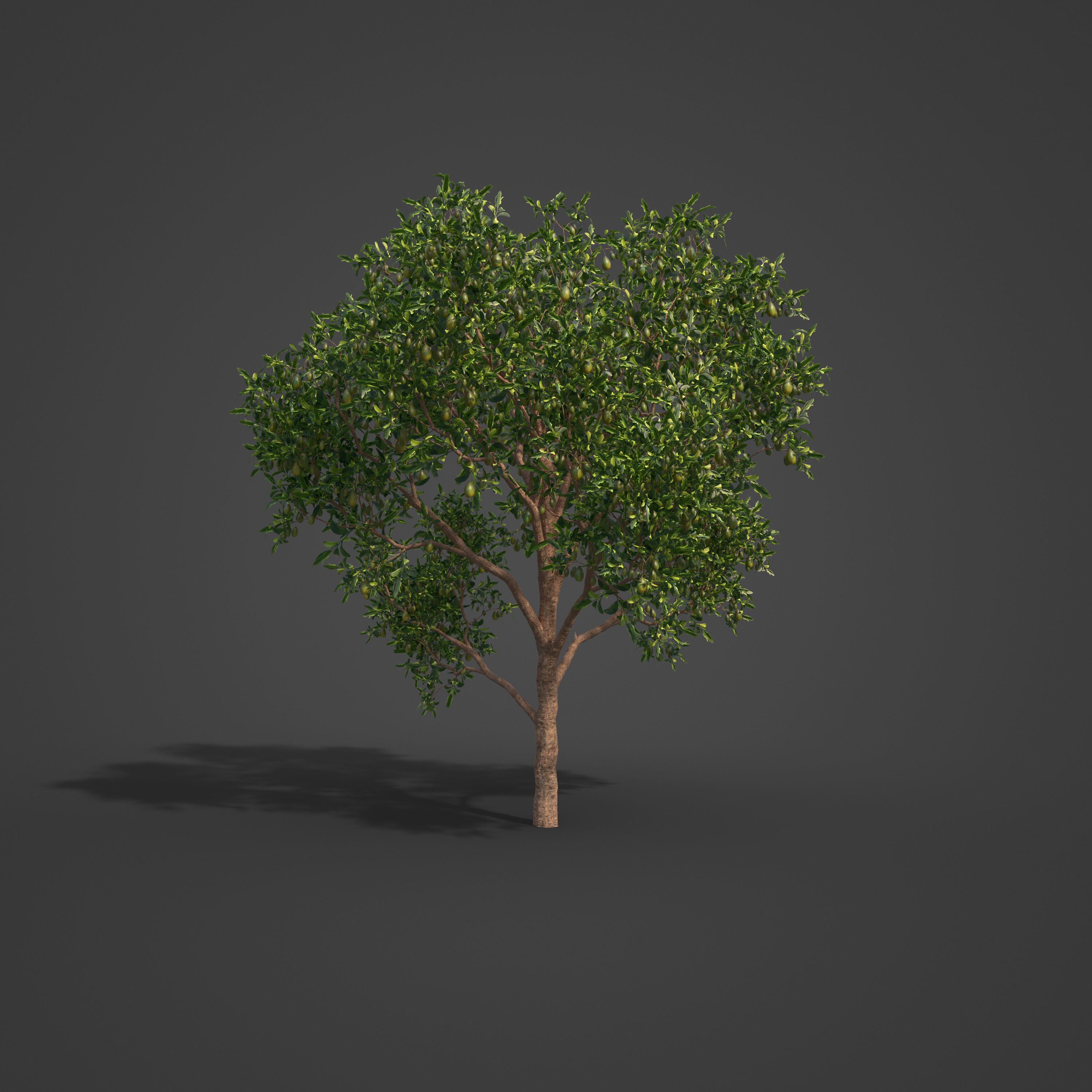 2021 PBR Avocado Tree Collection - Persea Americana  3D model_7
