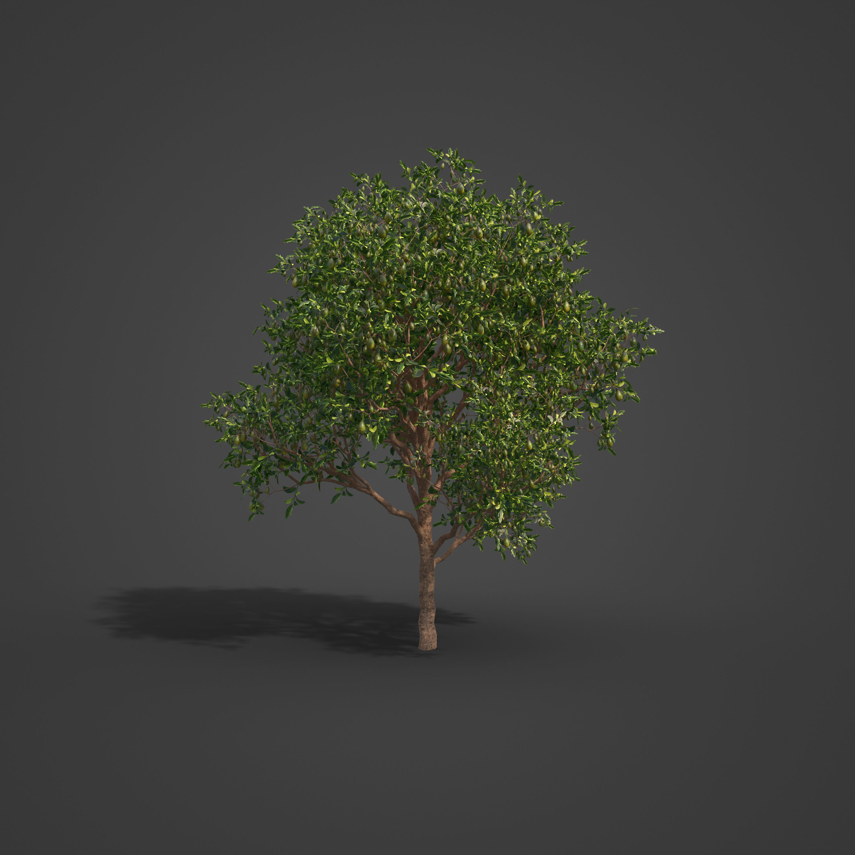 2021 PBR Avocado Tree Collection - Persea Americana  3D model_6