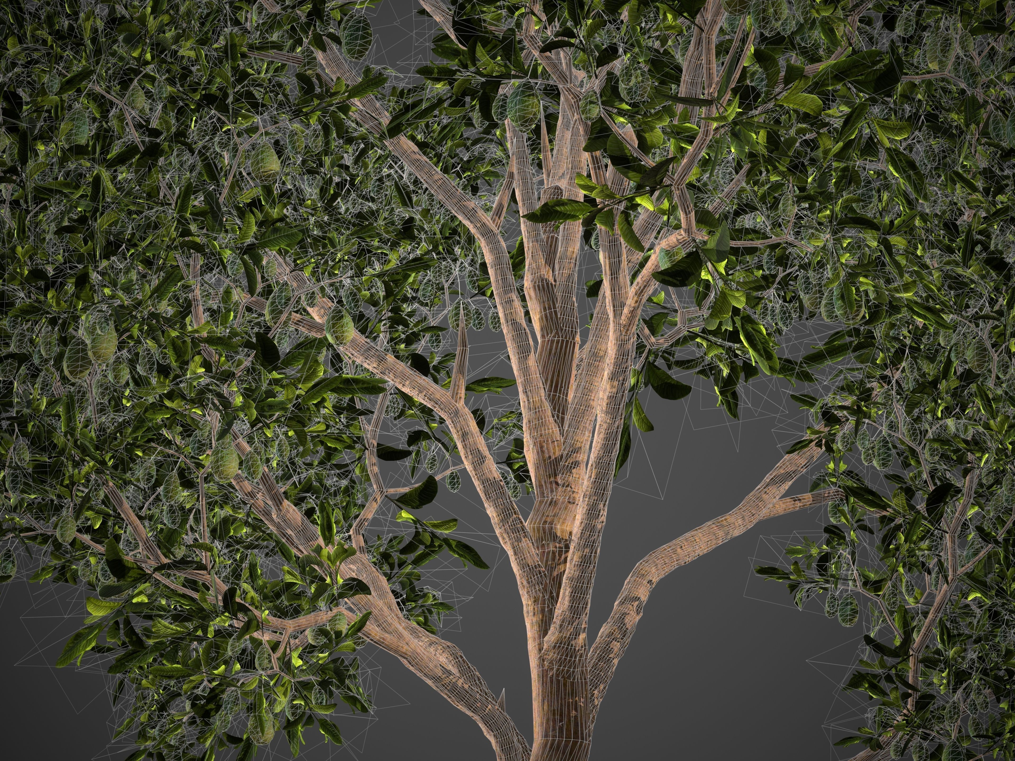 2021 PBR Avocado Tree Collection - Persea Americana  3D model_9