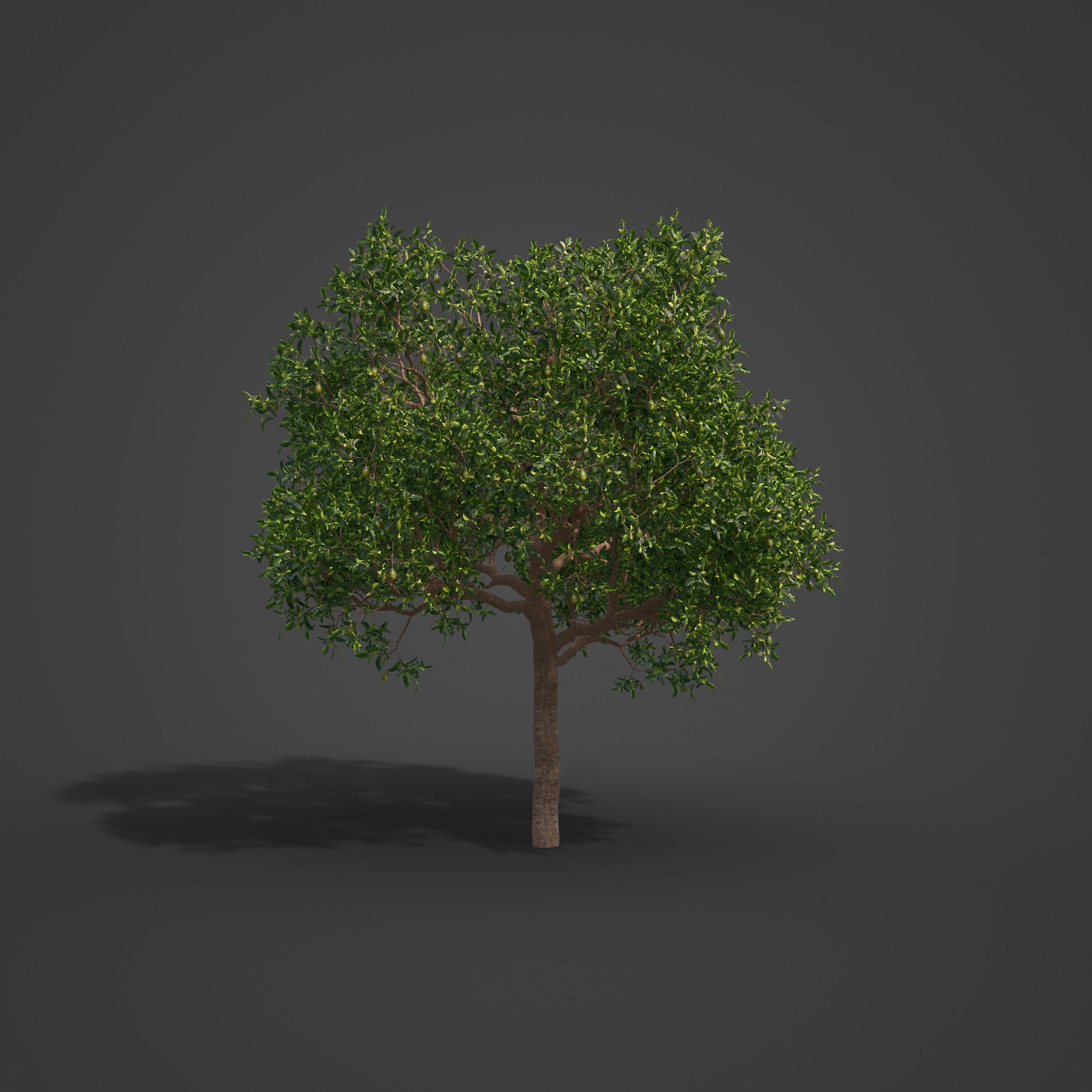 2021 PBR Avocado Tree Collection - Persea Americana  3D model_5