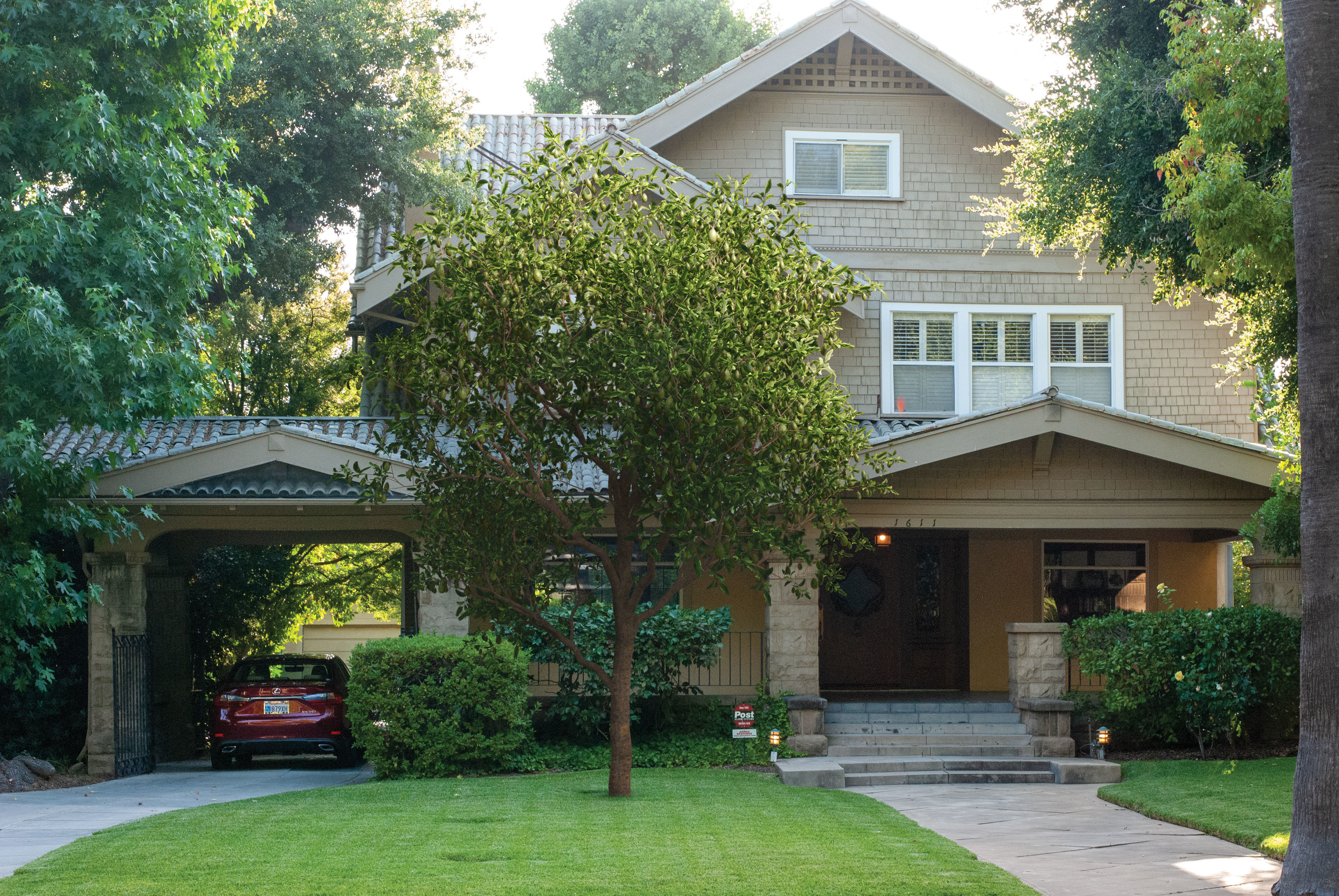 2021 PBR Avocado Tree Collection - Persea Americana  3D model_2