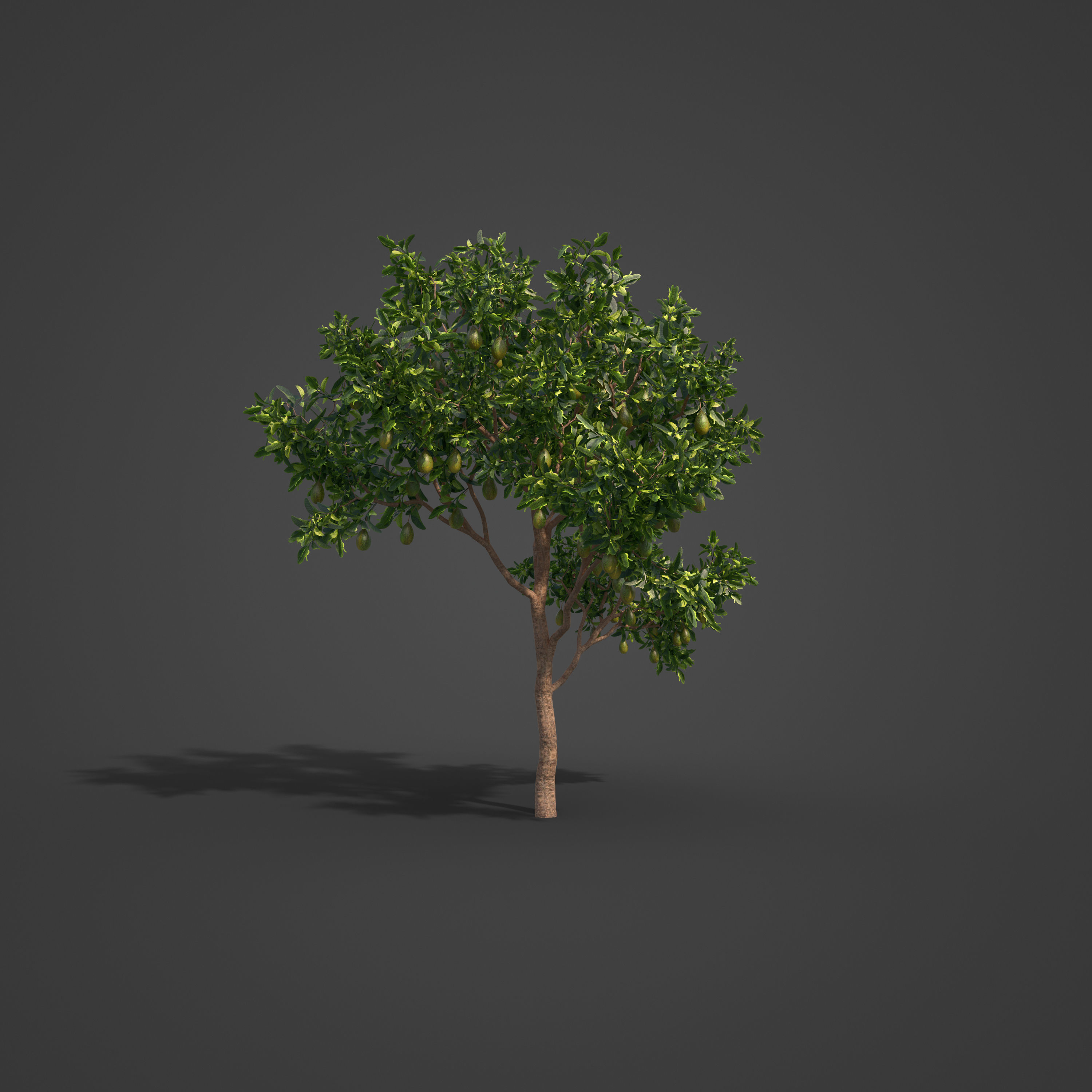 2021 PBR Avocado Tree Collection - Persea Americana  3D model_4