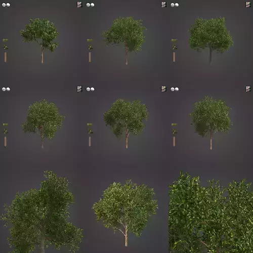 2021 PBR Avocado Tree Collection - Persea Americana  3D model