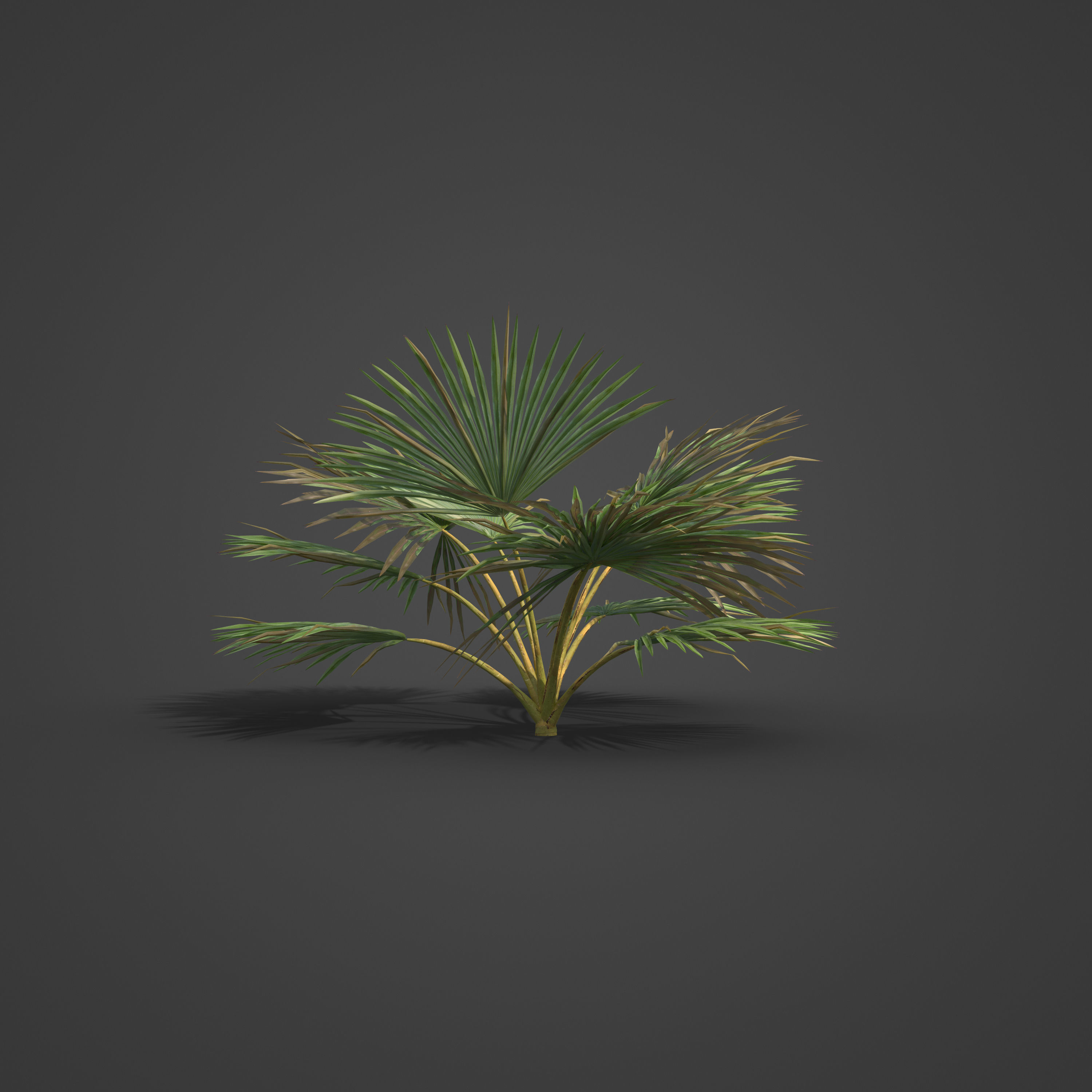 2021 PBR Cabbage Palm Collection - Sabal Palmetto  3D model_3