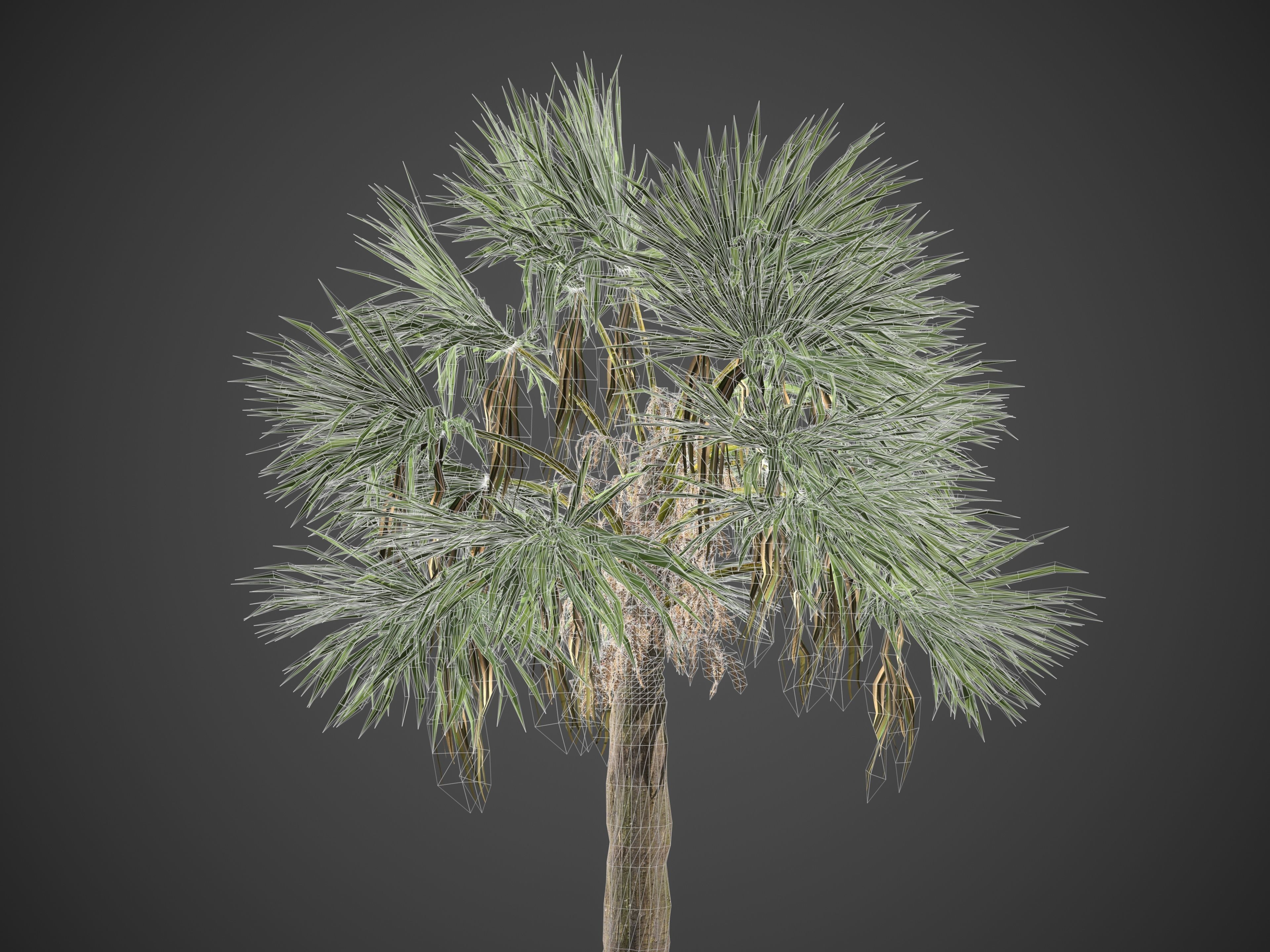 2021 PBR Cabbage Palm Collection - Sabal Palmetto  3D model_11