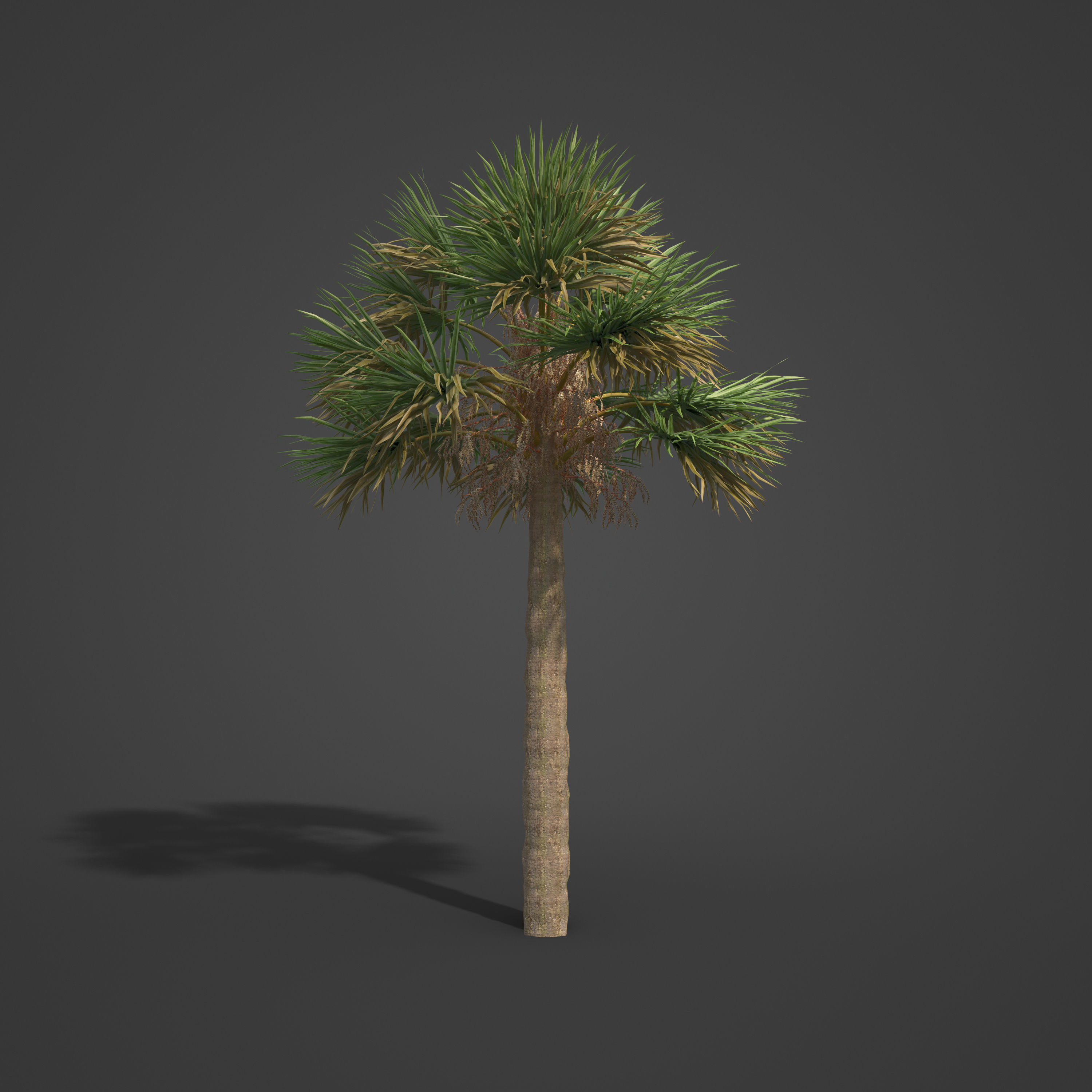 2021 PBR Cabbage Palm Collection - Sabal Palmetto  3D model_6
