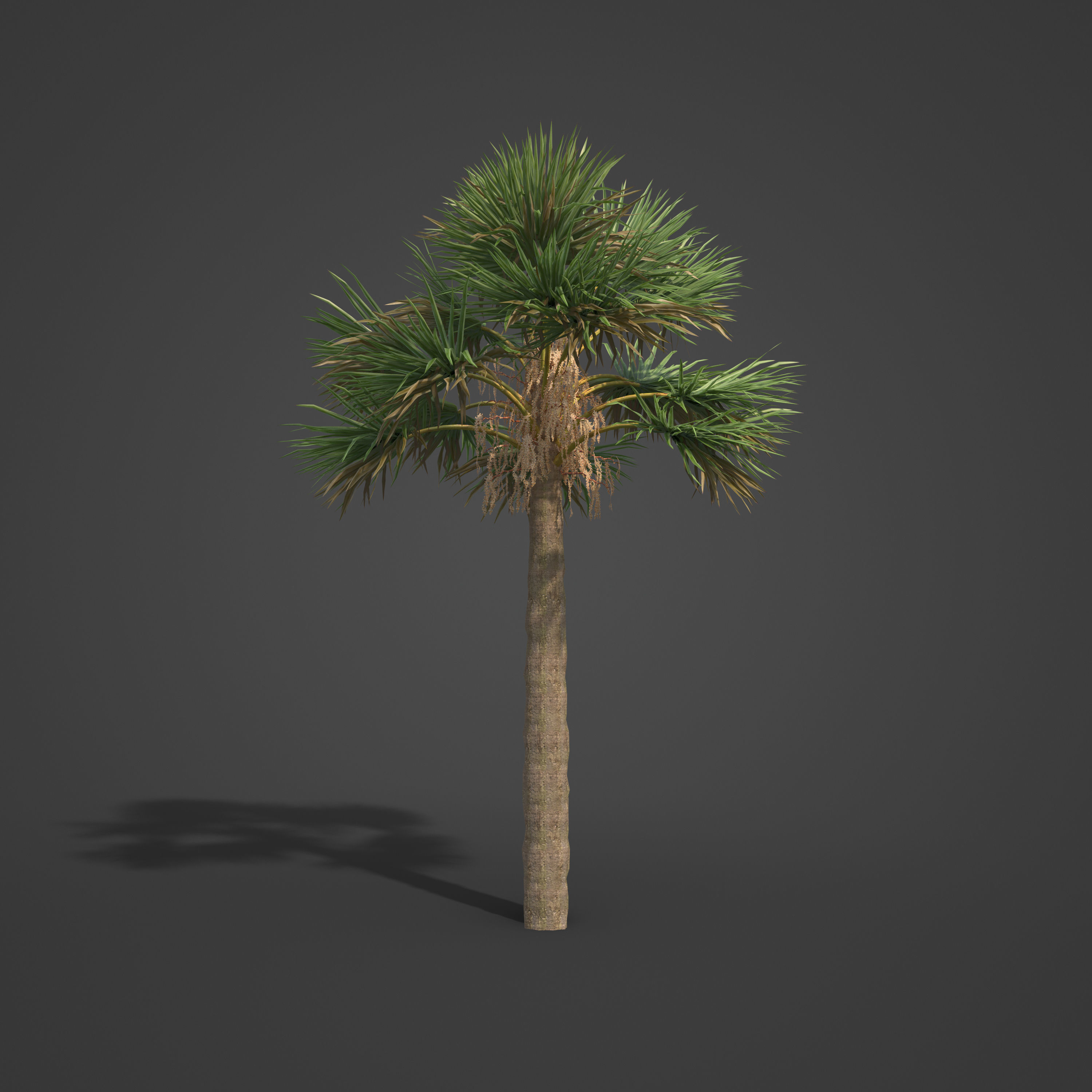 2021 PBR Cabbage Palm Collection - Sabal Palmetto  3D model_4