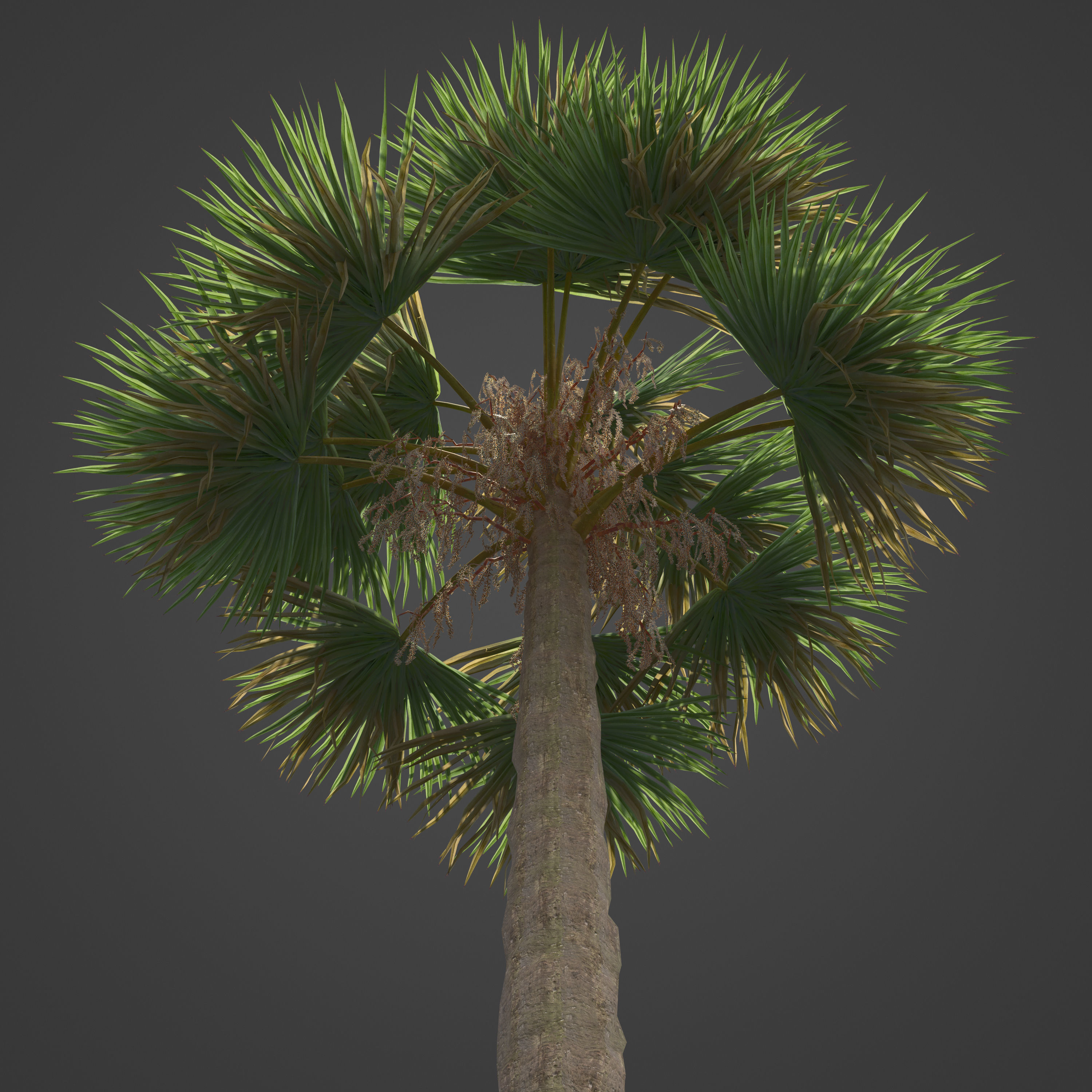 2021 PBR Cabbage Palm Collection - Sabal Palmetto  3D model_7