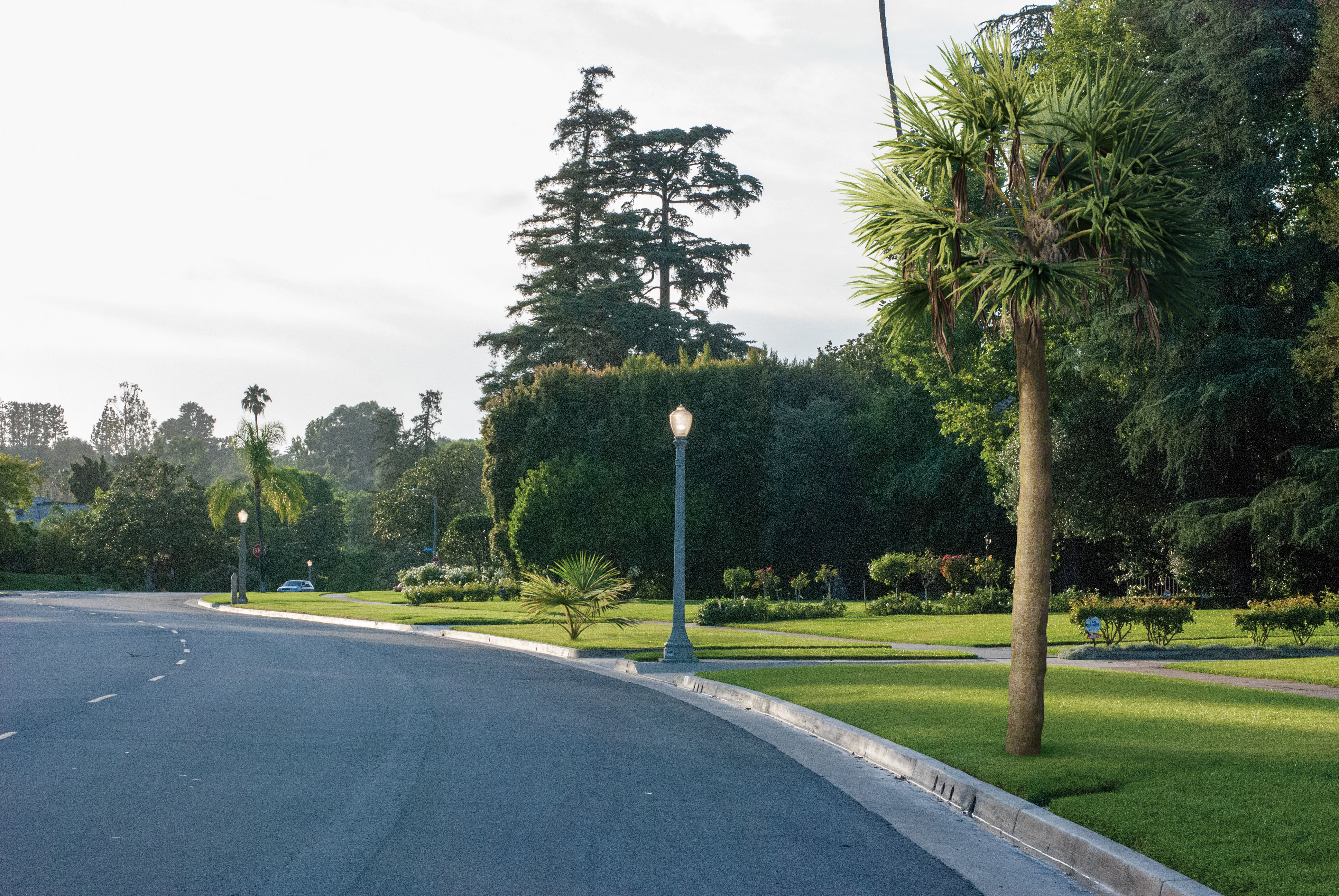 2021 PBR Cabbage Palm Collection - Sabal Palmetto  3D model_2