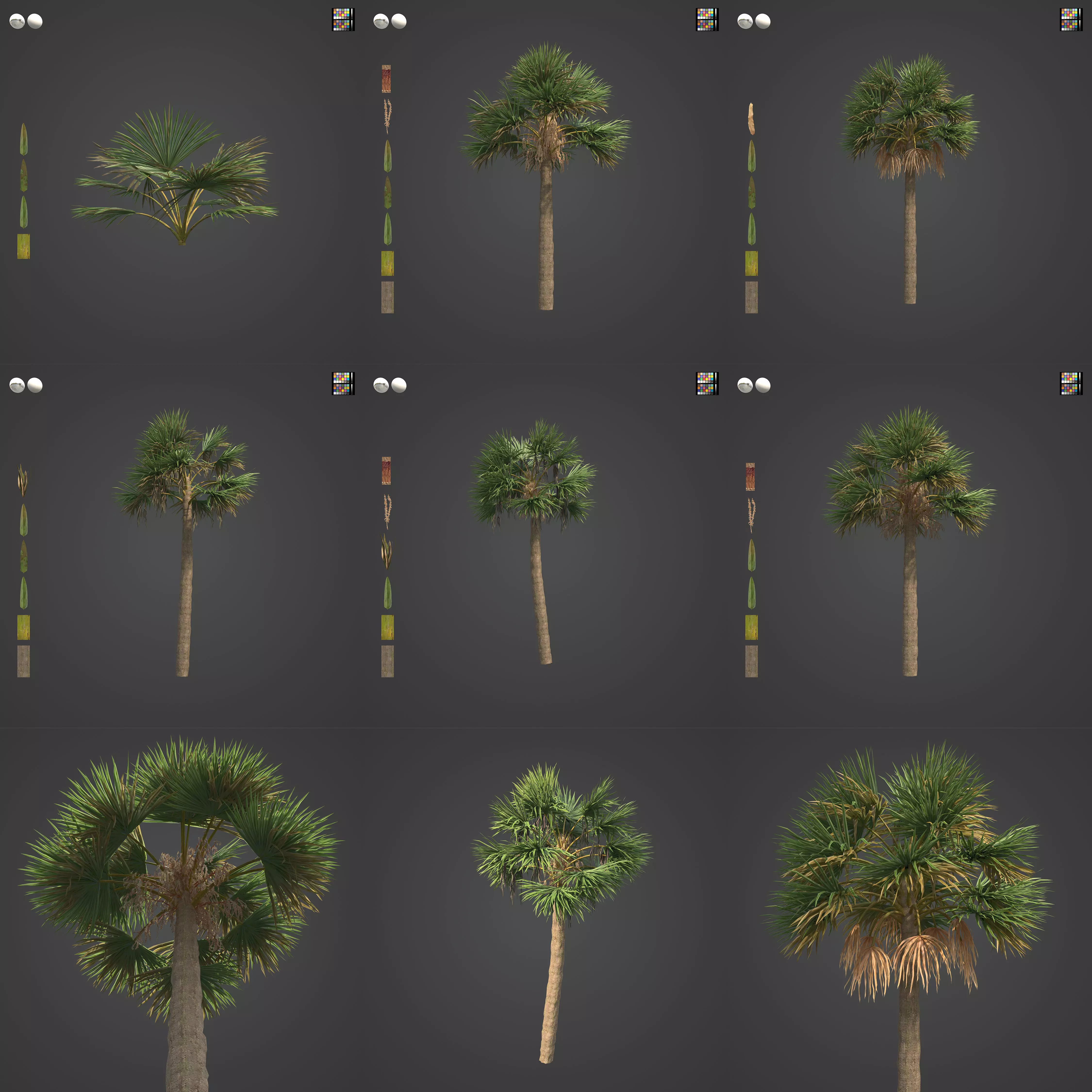 2021 PBR Cabbage Palm Collection - Sabal Palmetto  3D model_0