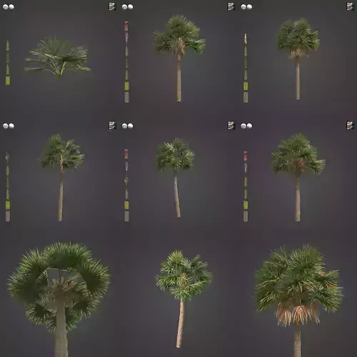 2021 PBR Cabbage Palm Collection - Sabal Palmetto  3D model