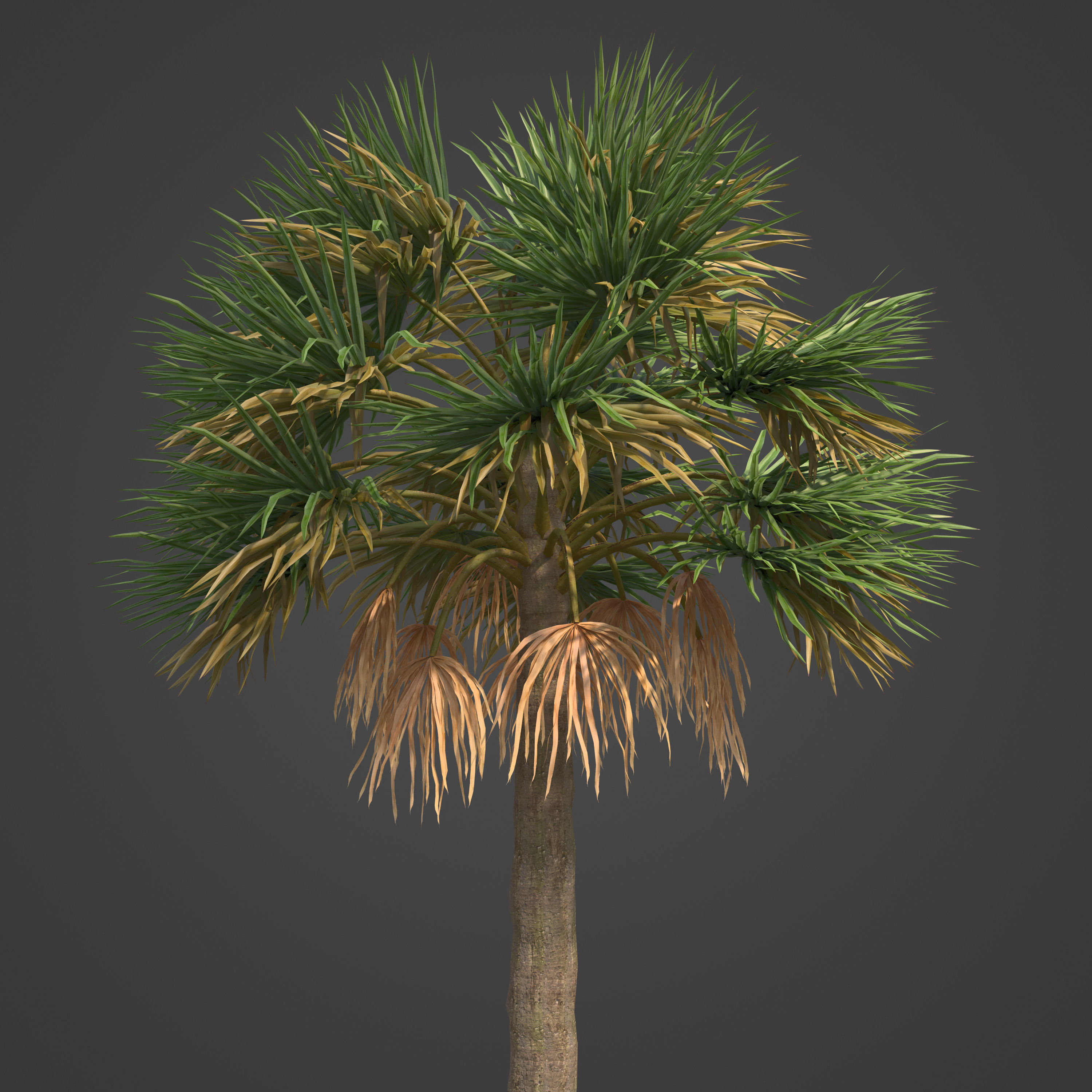 2021 PBR Cabbage Palm Collection - Sabal Palmetto  3D model_8