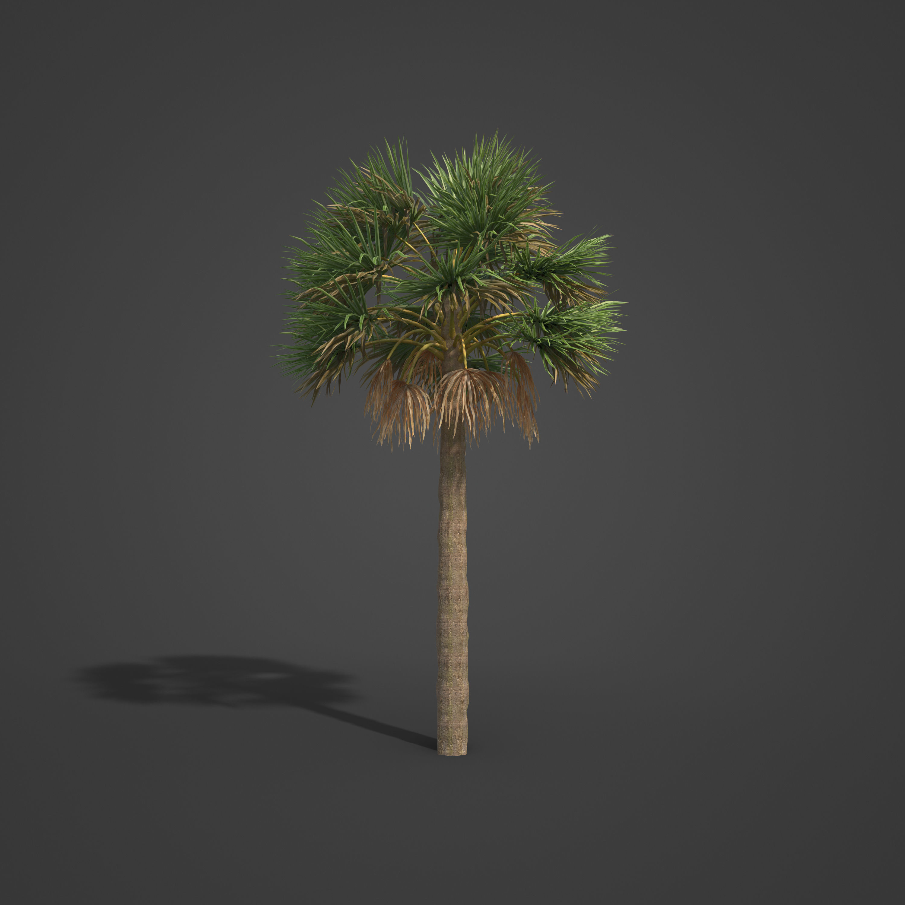 2021 PBR Cabbage Palm Collection - Sabal Palmetto  3D model_5