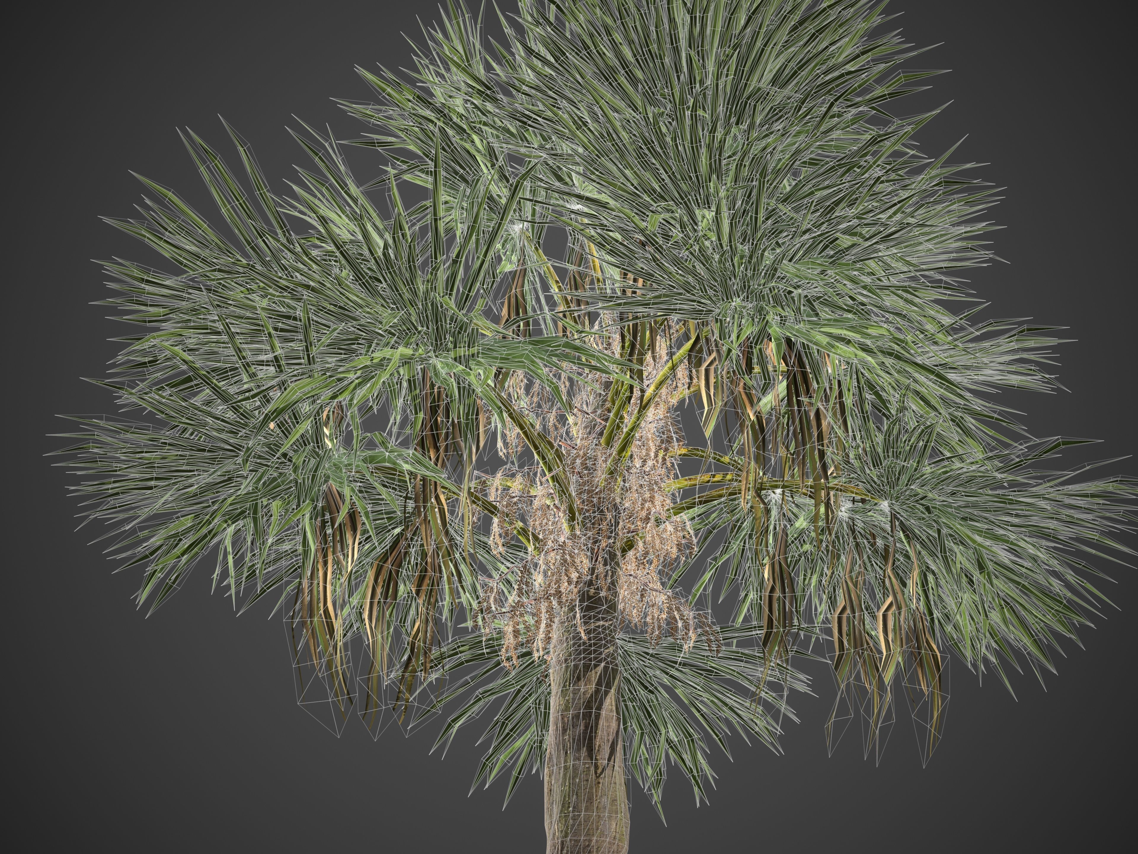 2021 PBR Cabbage Palm Collection - Sabal Palmetto  3D model_9