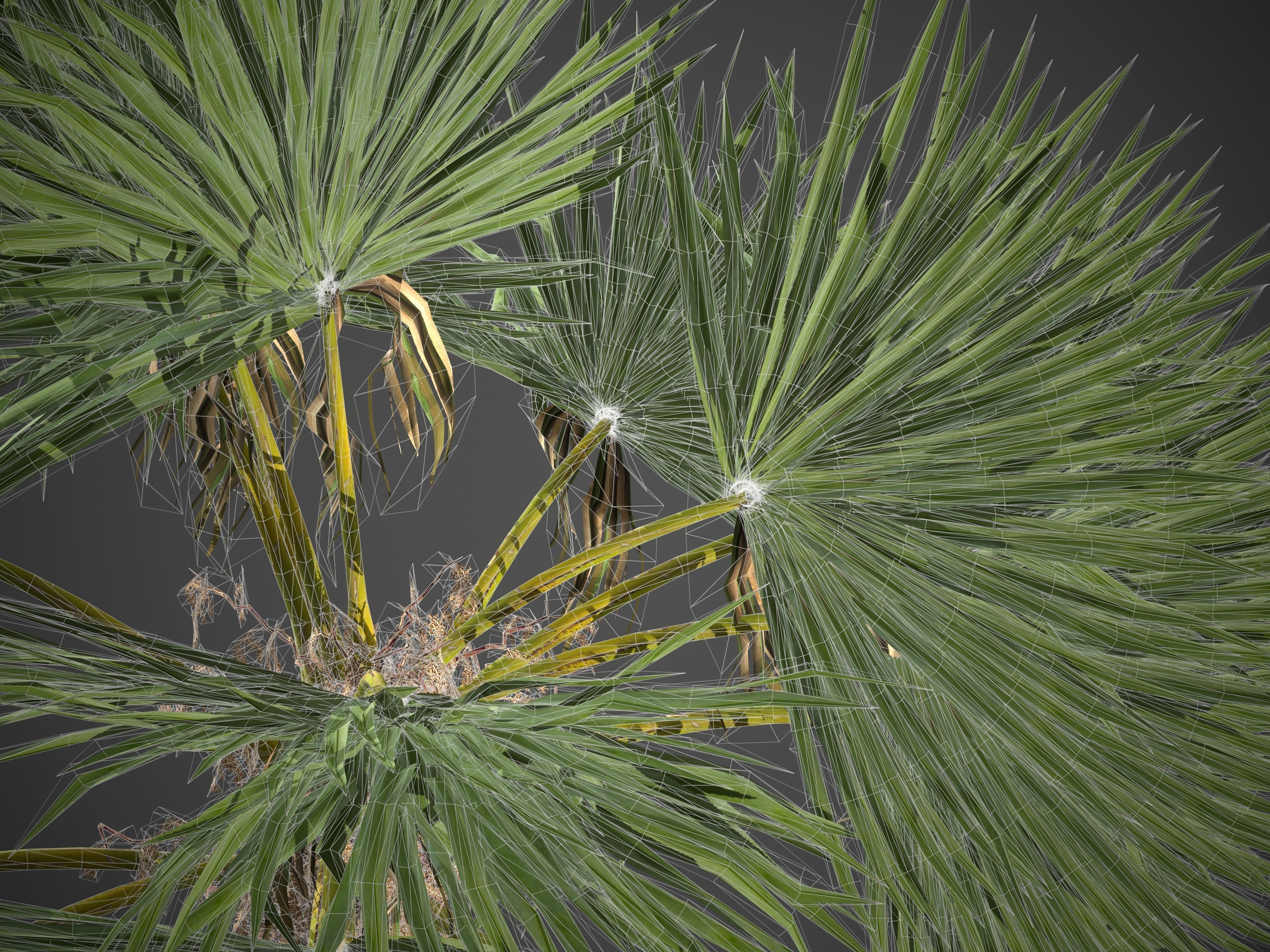 2021 PBR Cabbage Palm Collection - Sabal Palmetto  3D model_10