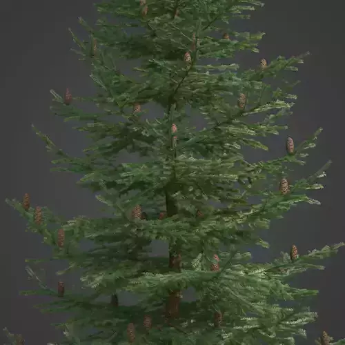 2021 PBR Grand Fir Collection - Abies Grandis 