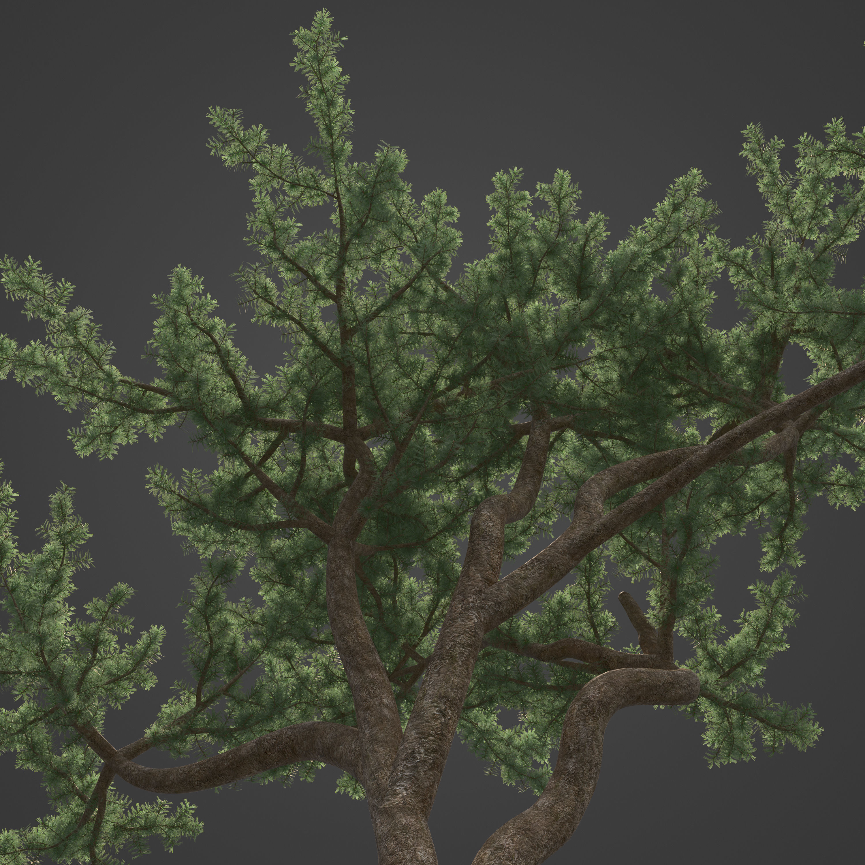 2021 PBR Bristlecone Pine Collection - Pinus Aristata  3D model_3