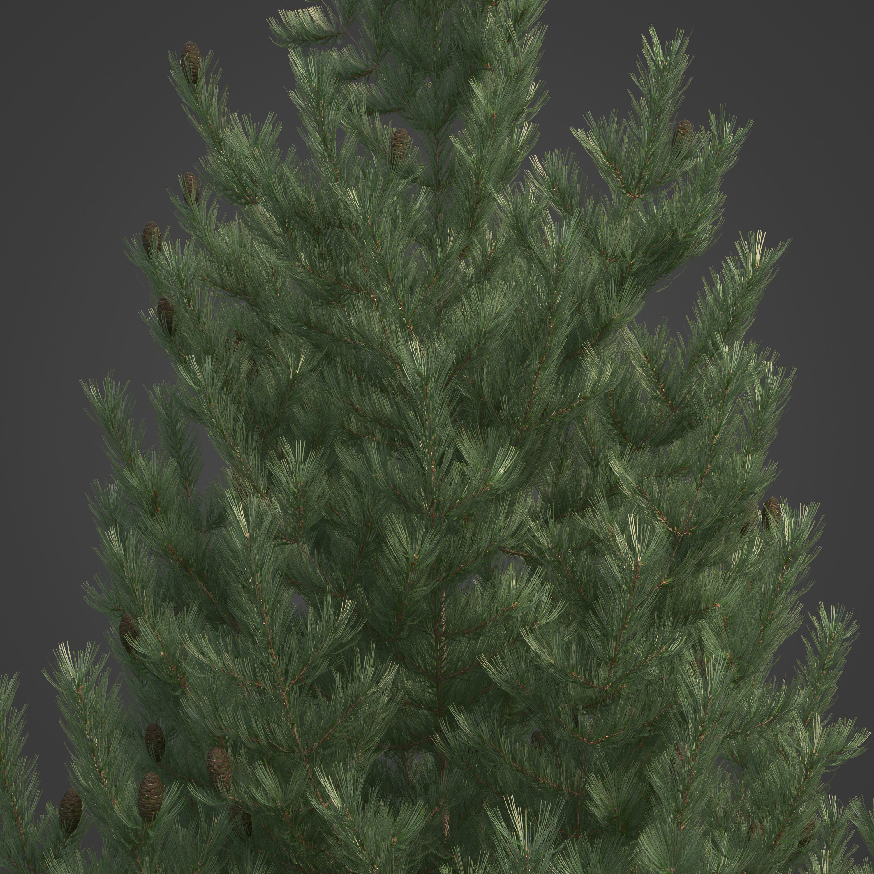 2021 PBR Bristlecone Pine Collection - Pinus Aristata  3D model_8
