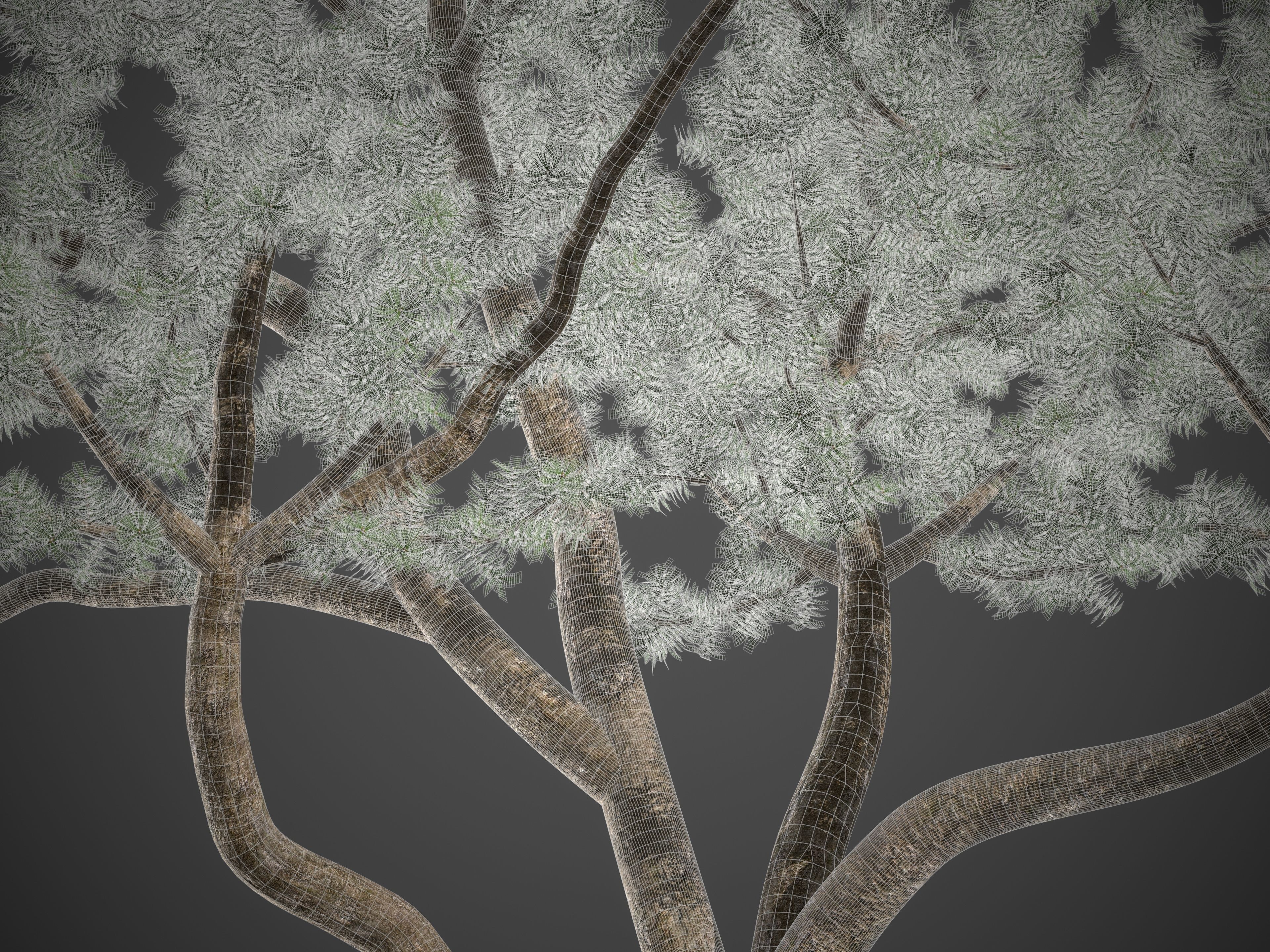 2021 PBR Bristlecone Pine Collection - Pinus Aristata  3D model_9