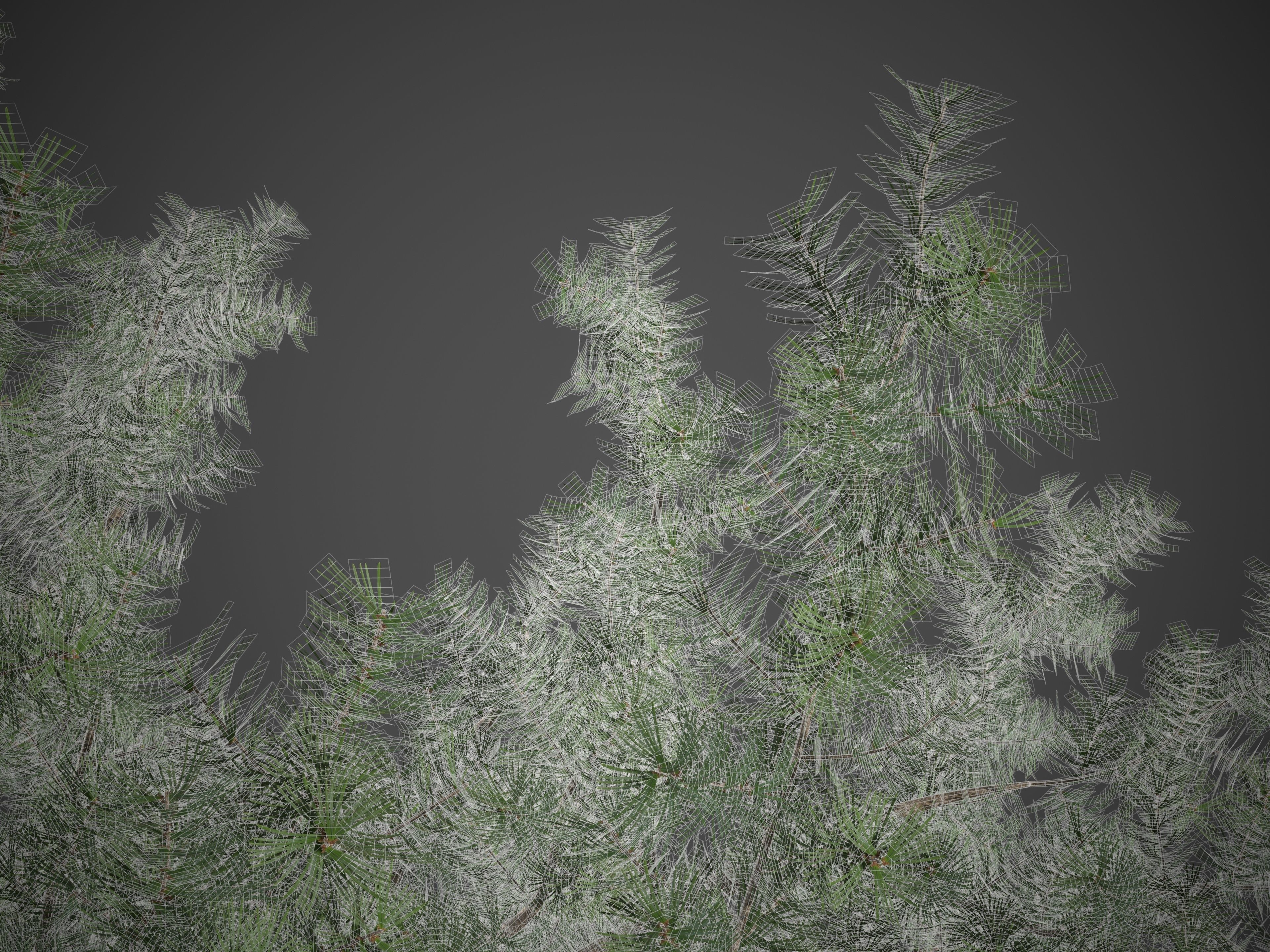 2021 PBR Bristlecone Pine Collection - Pinus Aristata  3D model_10