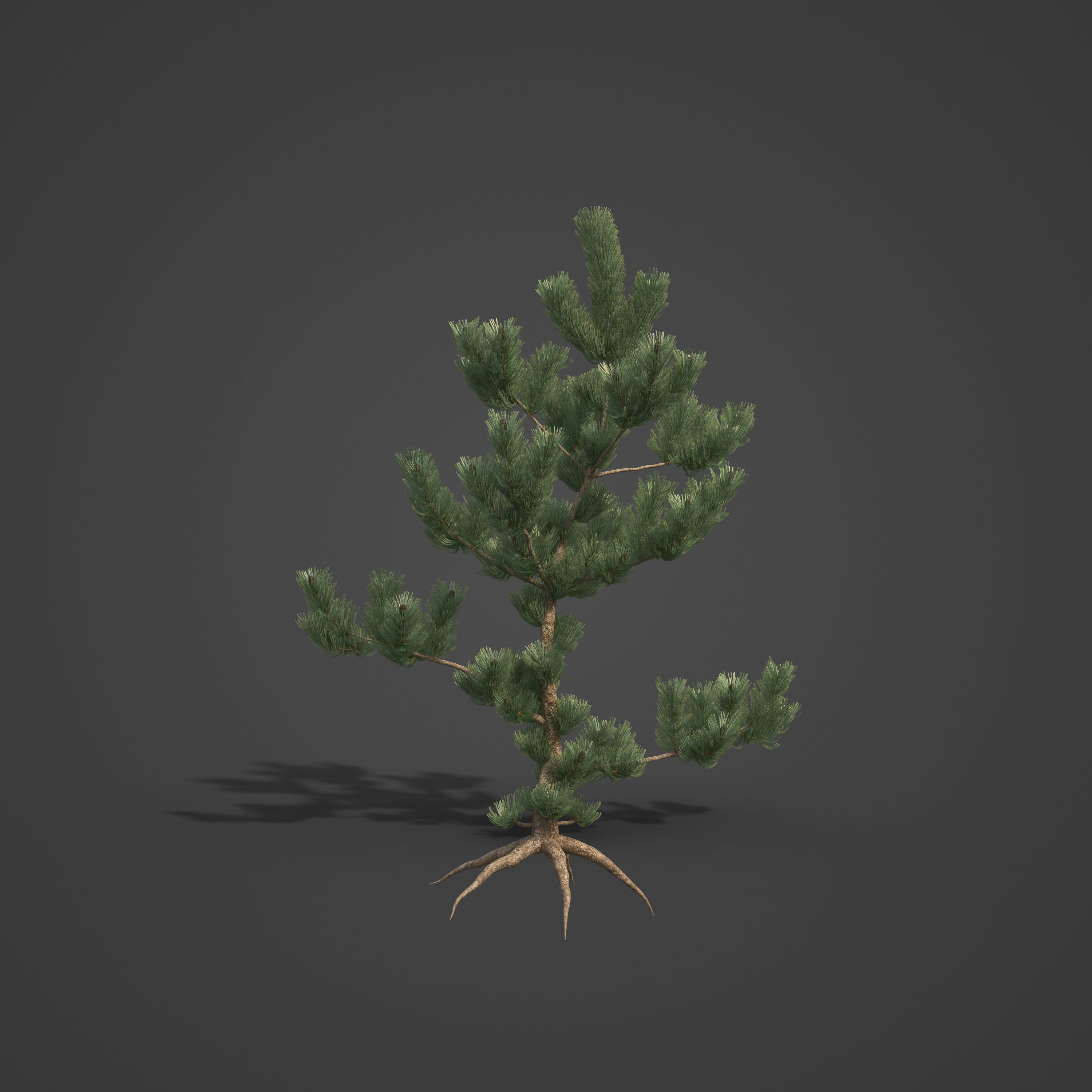 2021 PBR Bristlecone Pine Collection - Pinus Aristata  3D model_4