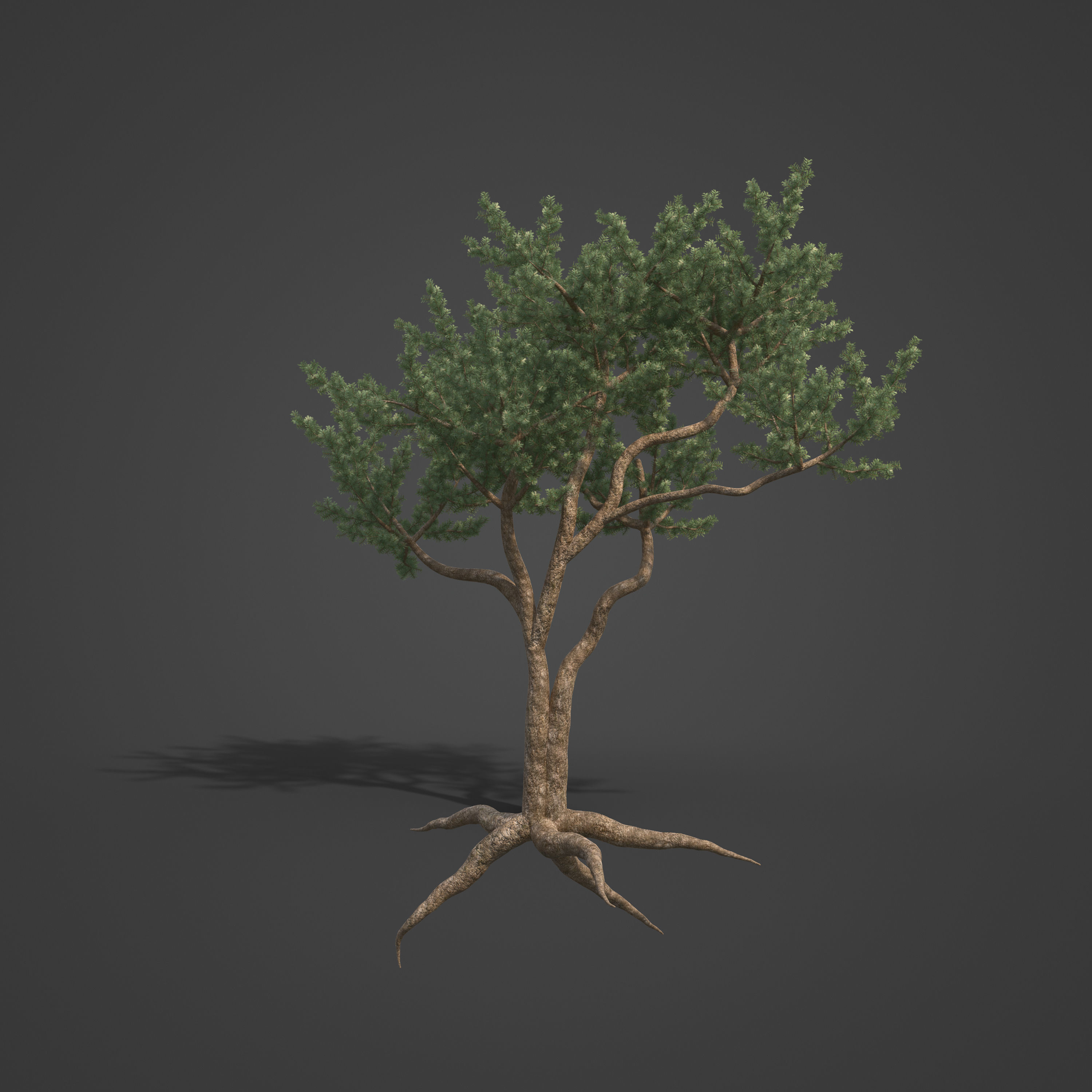 2021 PBR Bristlecone Pine Collection - Pinus Aristata  3D model_7
