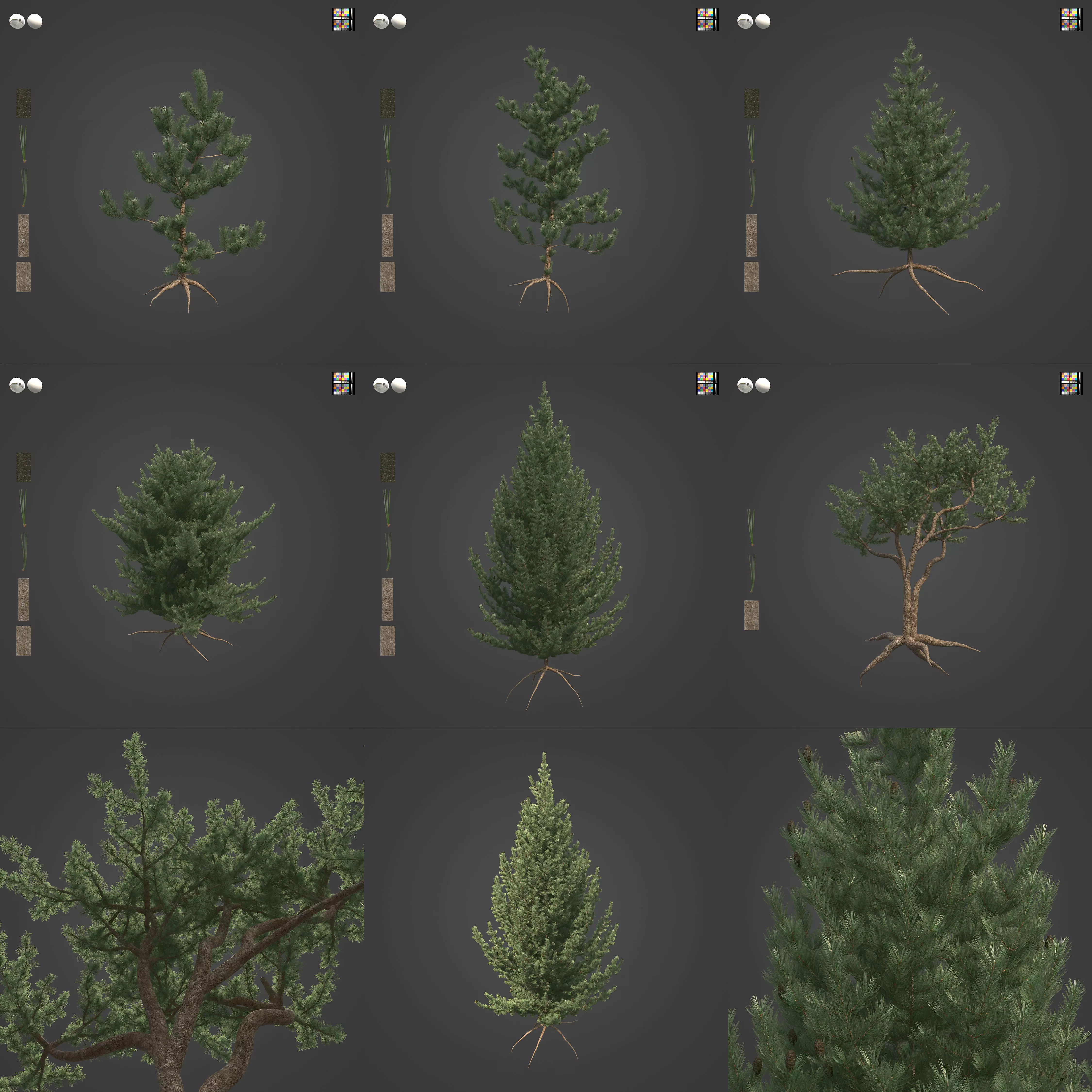 2021 PBR Bristlecone Pine Collection - Pinus Aristata  3D model_0