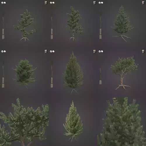 2021 PBR Bristlecone Pine Collection - Pinus Aristata  3D model