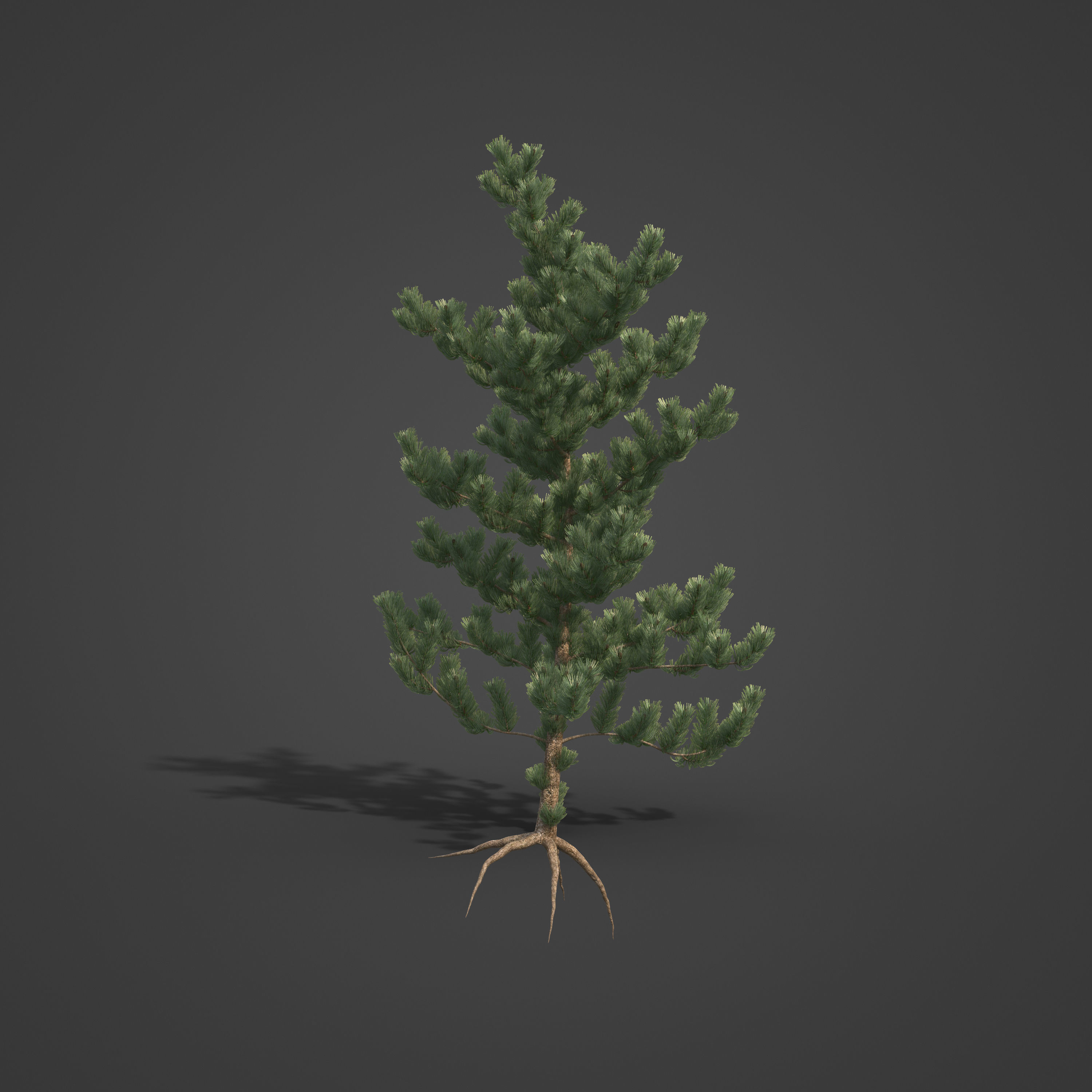 2021 PBR Bristlecone Pine Collection - Pinus Aristata  3D model_5