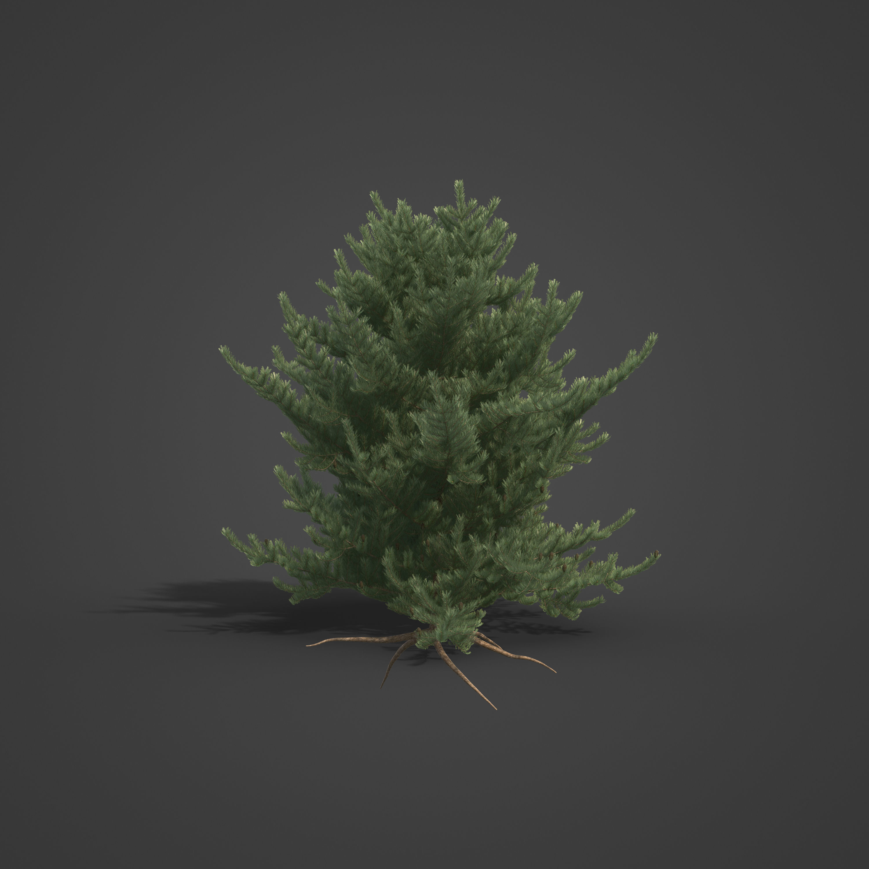 2021 PBR Bristlecone Pine Collection - Pinus Aristata  3D model_6