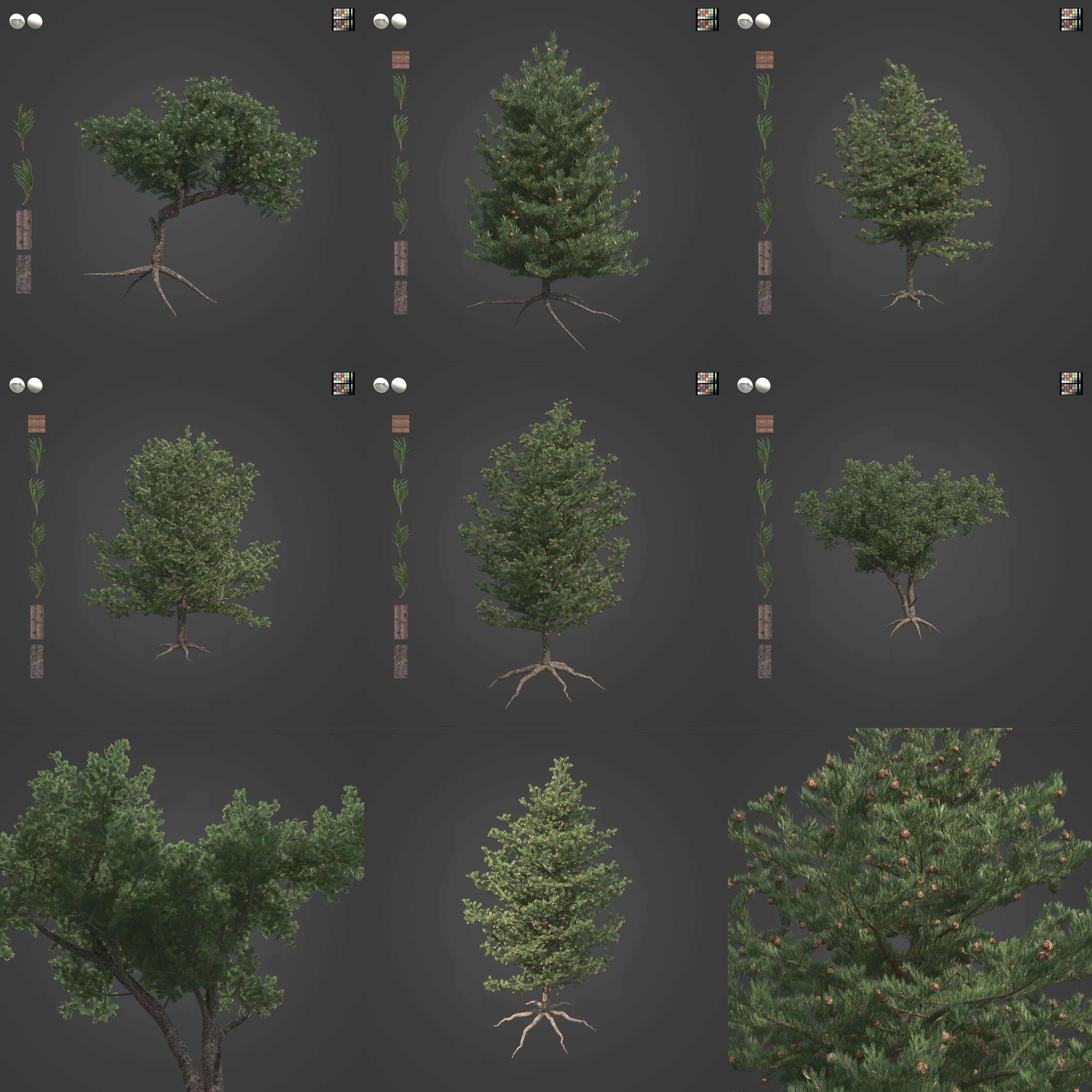 2021 PBR Pinyon Pine Collection - Pinus Edulis 3D model_0